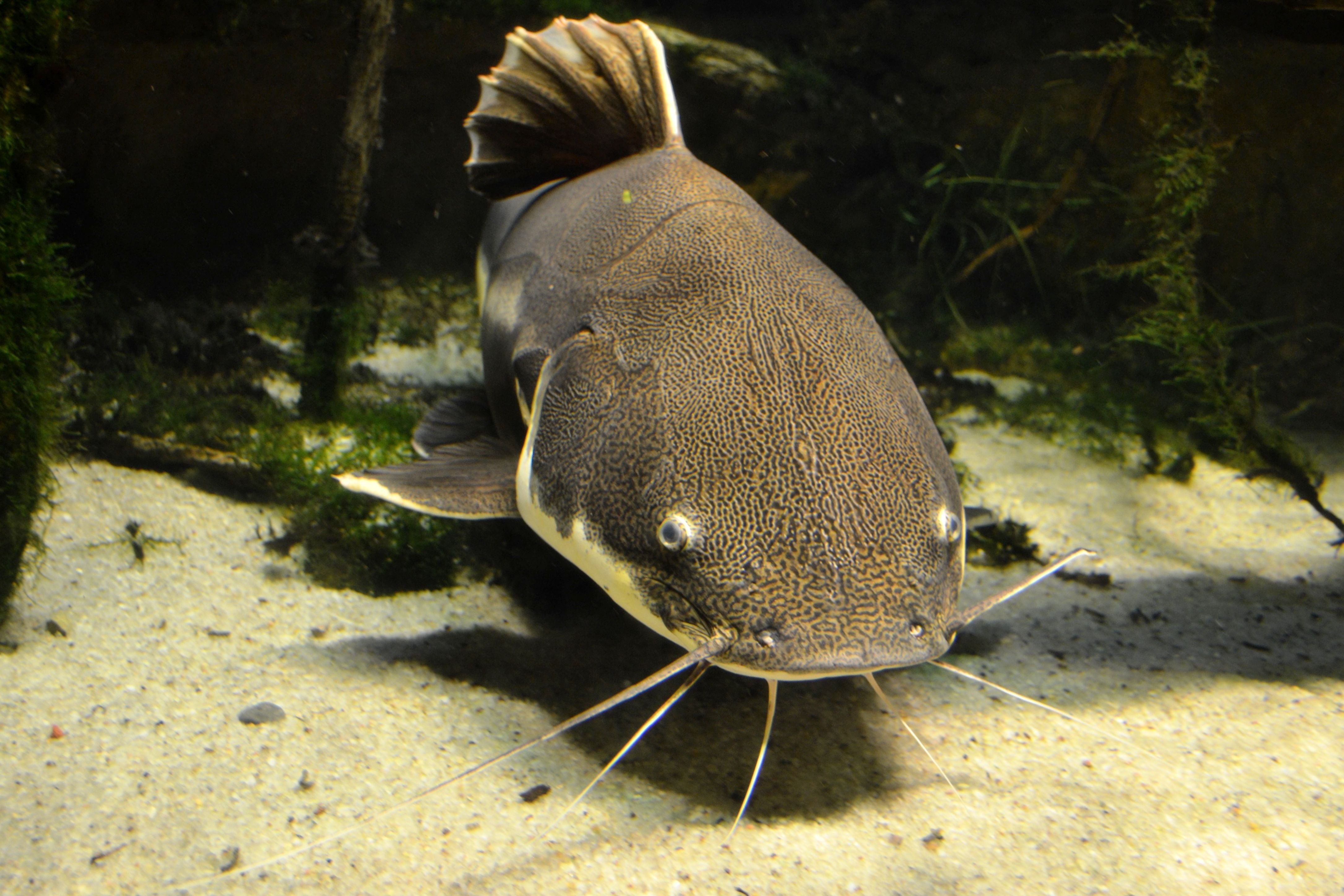 Что такое сом. Сомик Речной. Catfish рыба. Рыбка сомик. Сомик Озерный.