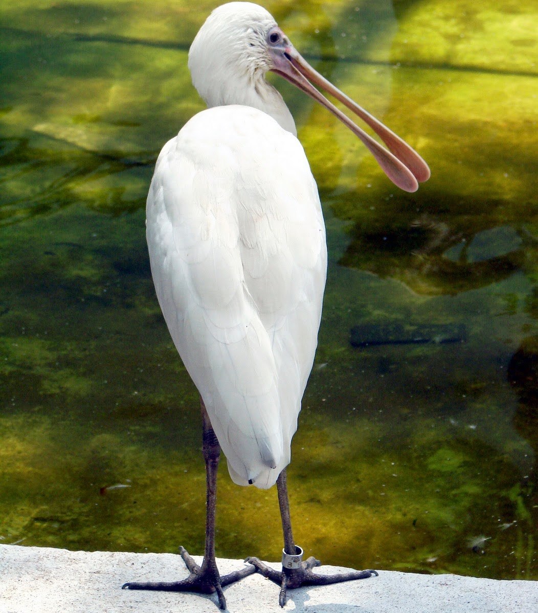 Колпица. Обыкновенная колпица. Королевская колпица. Platalea leucorodia. Колпица Австралия.