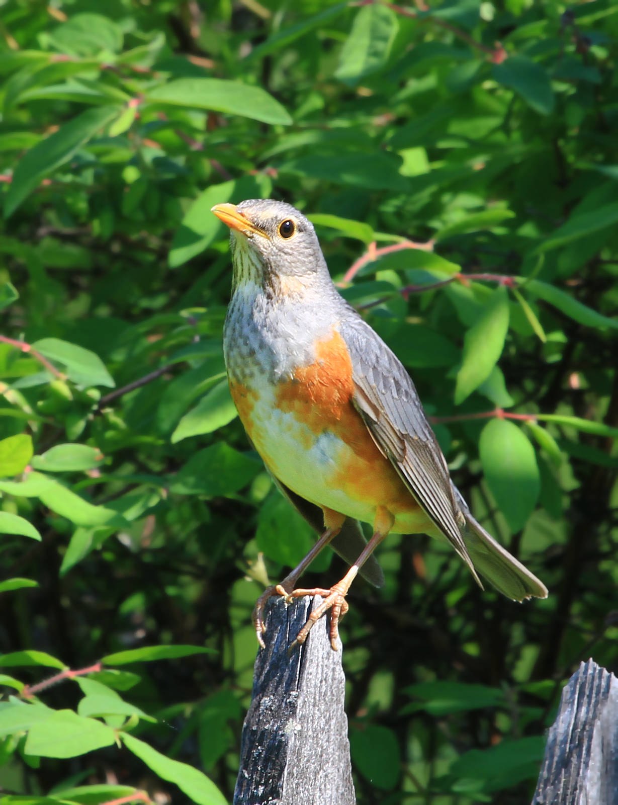 Дроздовые птицы. Сизый Дрозд. Полевой Дрозд. Turdus hortulorum. Пакистанский Дрозд.