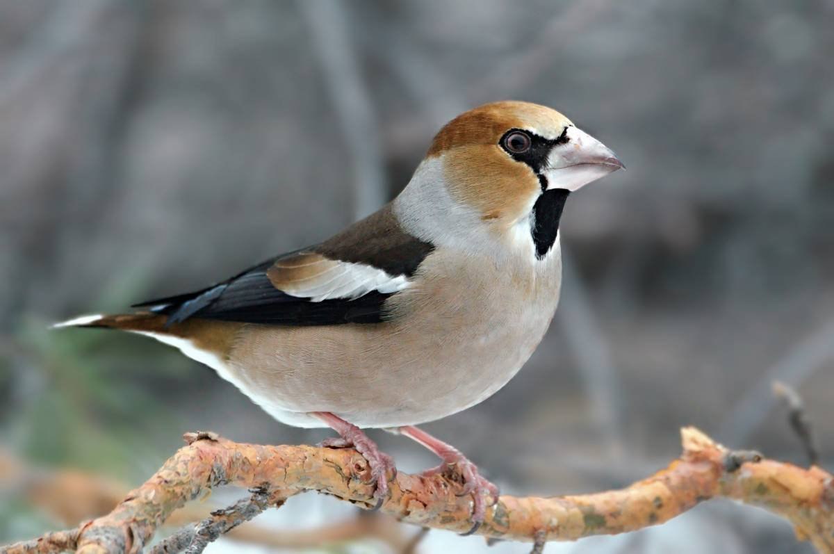 Дубонос птица фото описание. Дубонос coccothraustes coccothraustes. Птичка Дубонос. Дубонос Сибирский. Дубонос Сибирский птица.