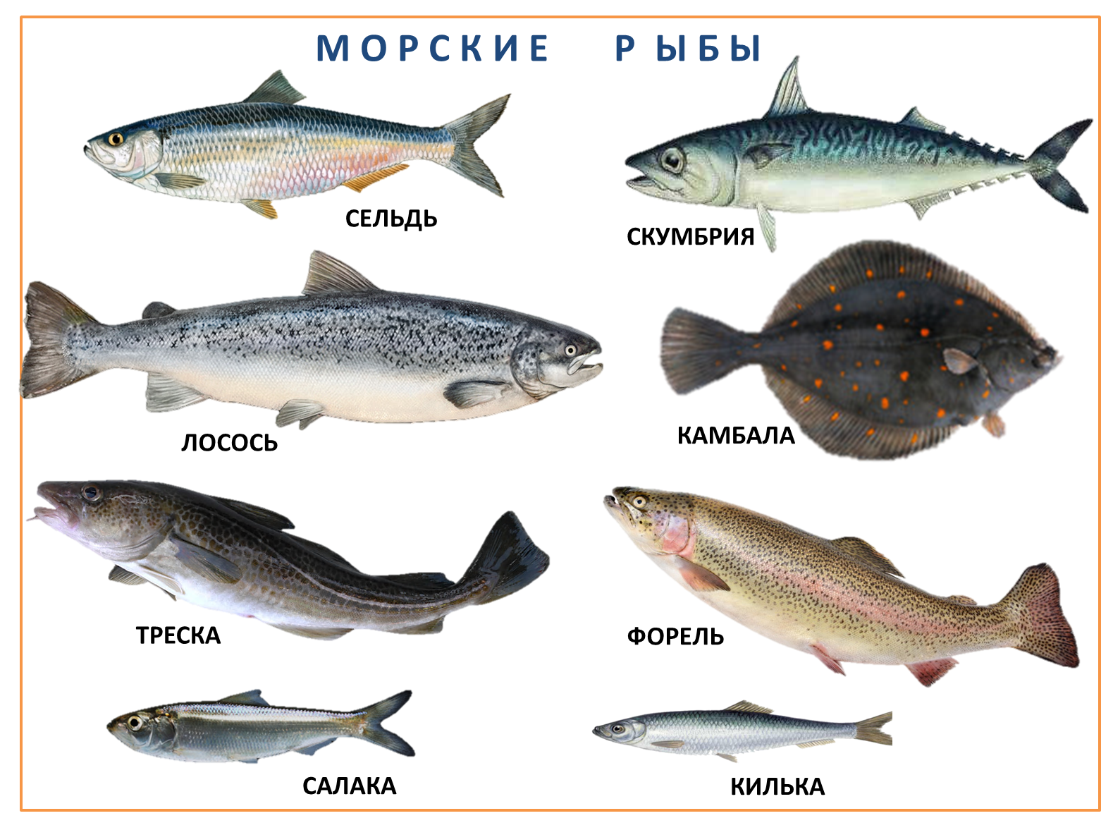 Речная рыба - название, описание и фото. Атлас речных рыб | Рыба, Рыбалка, Идеи для игры