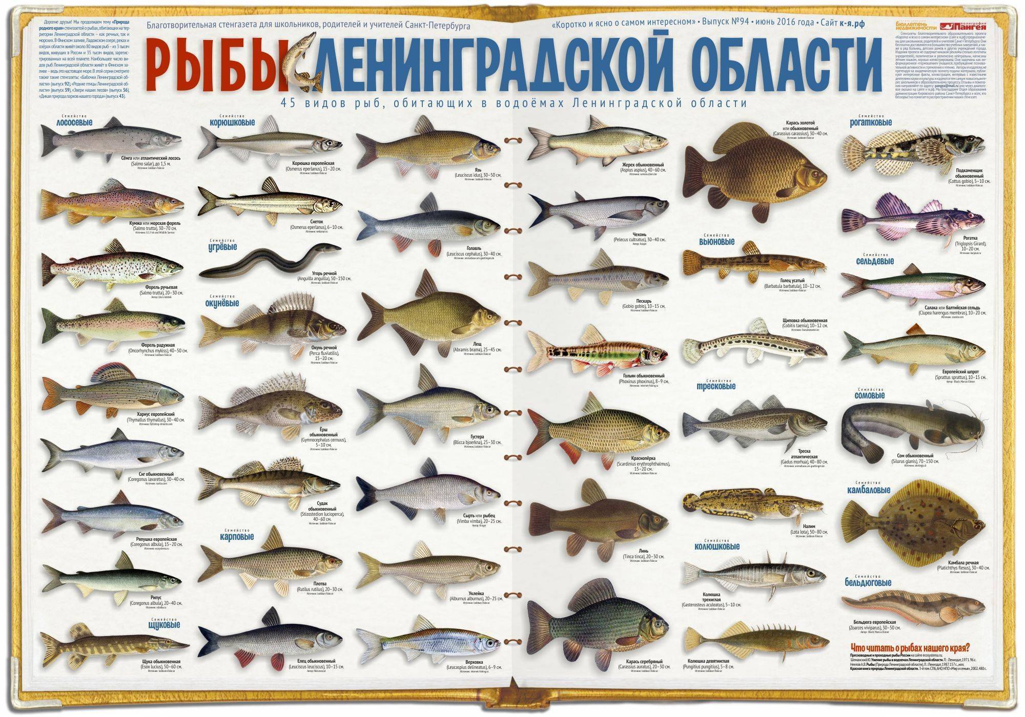 Большая Речная рыба (63 фото)