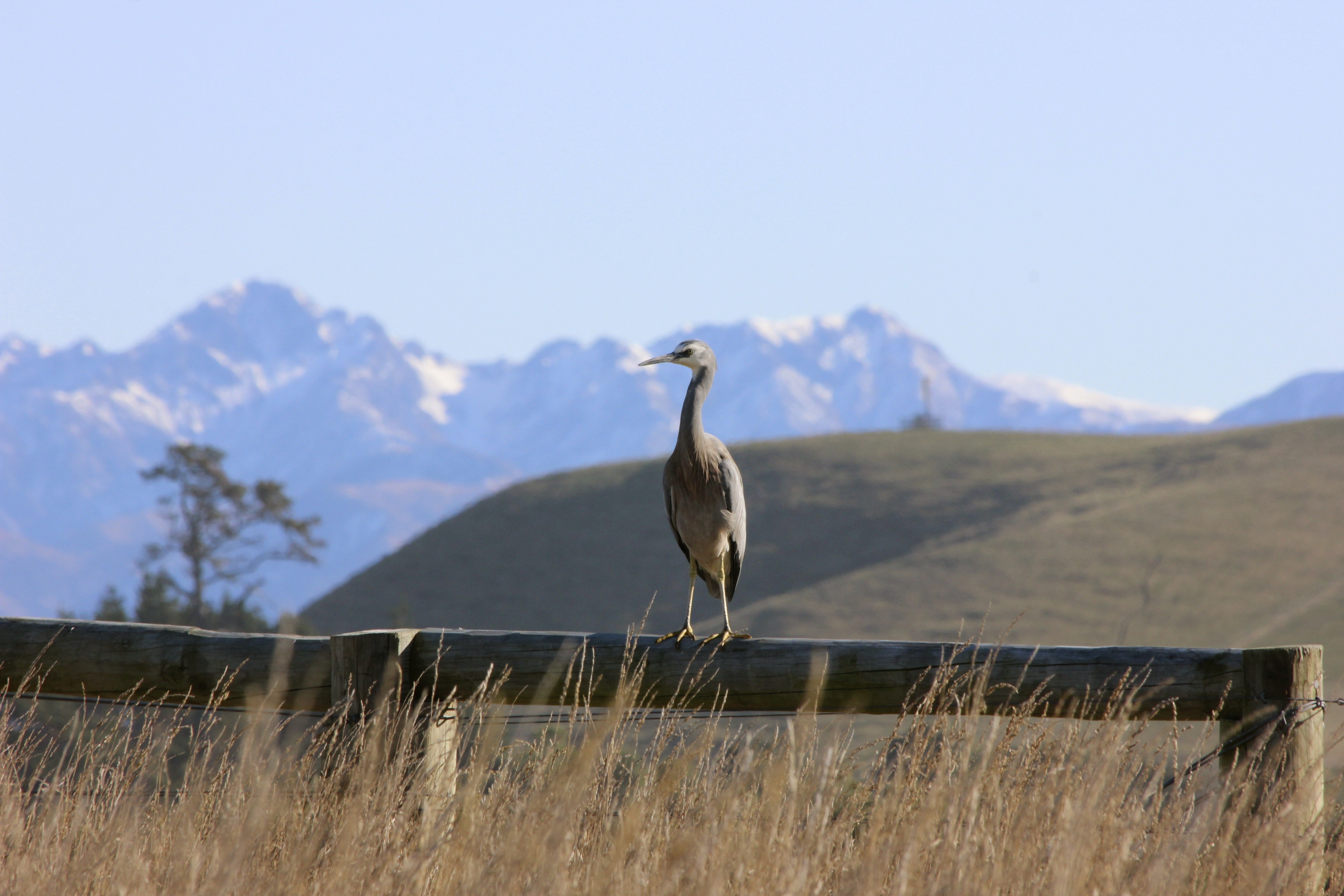 Ts Bird Mountain