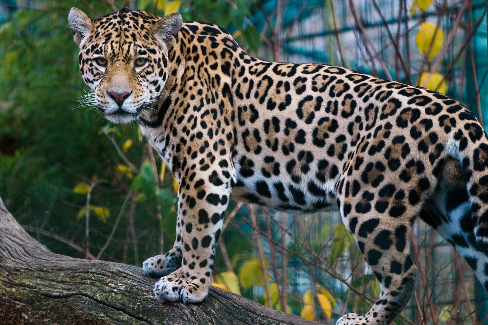 Ягуар гибрид. Ягуар Panthera onca. Берберийский леопард. Ягуар млекопитающее. Окрас ягуара.