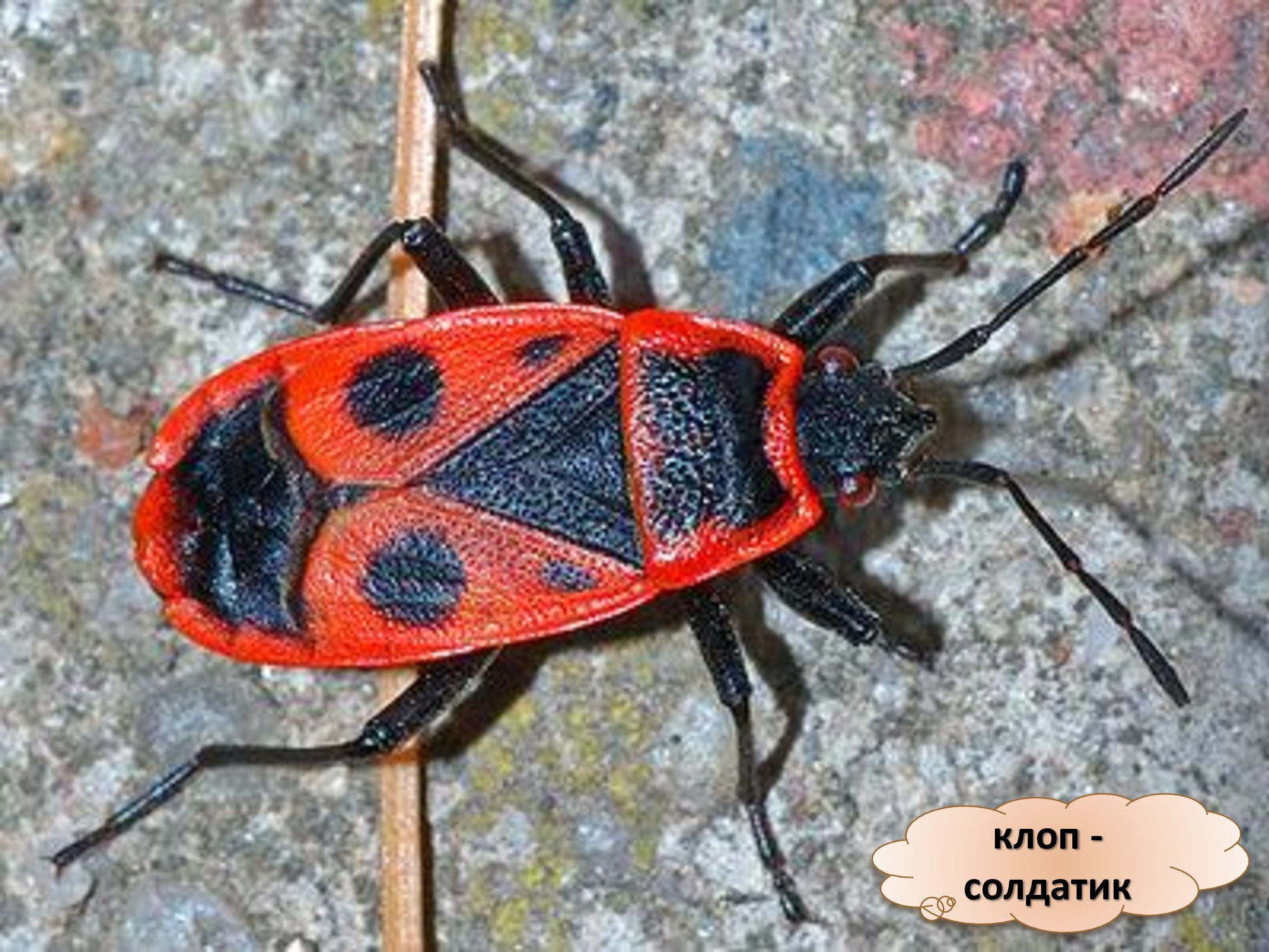 Жук пожарник примета. Жук пожарник клоп солдатик. Клоп-солдатик Pyrrhocoris. Клоп-солдатик – Pyrrhocoris apterus. Жуки пожарники-солдатики.