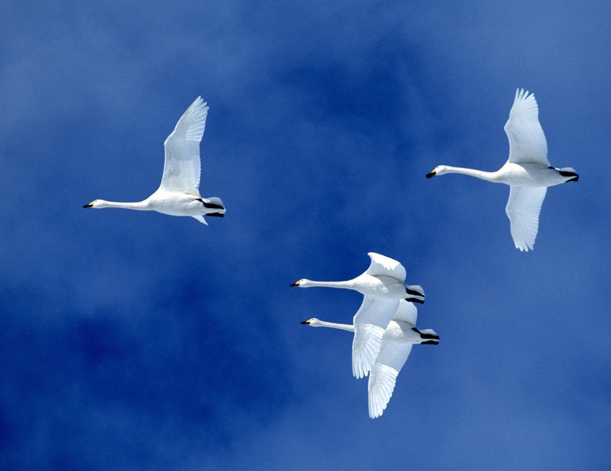 Полет белых лебедей. Стая лебедей. Лебеди летят. Лебеди в небе. Полет лебедя.
