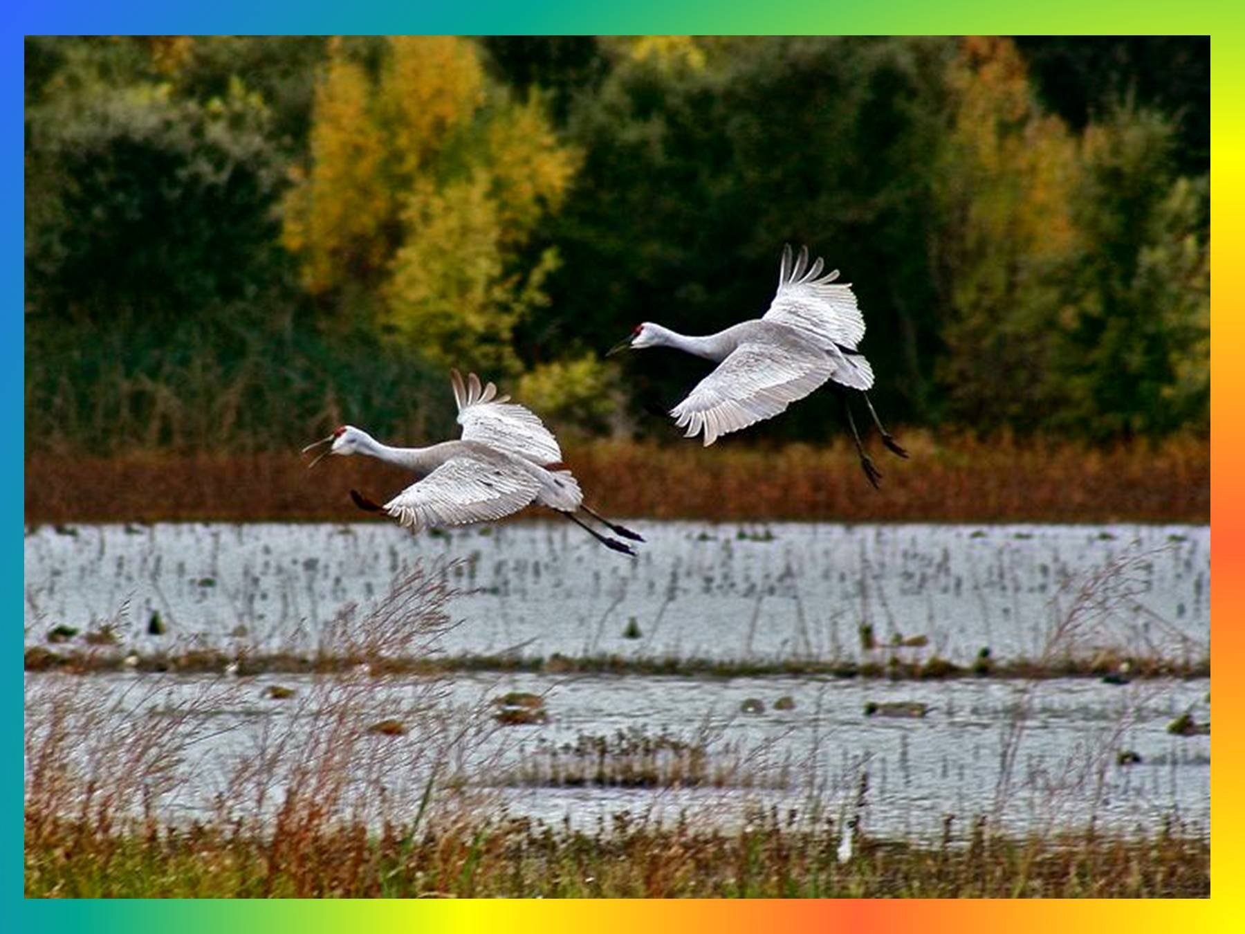 Летящие осенью журавли. Птицы улетают. Журавли на болоте. Осенние птицы. Осенний пейзаж с журавлями.