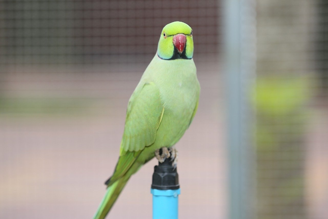 A parrot a long tail. Зеленый попугай. Редкие попугаи. Большой зеленый попугай. Зеленый попугай Дубай.