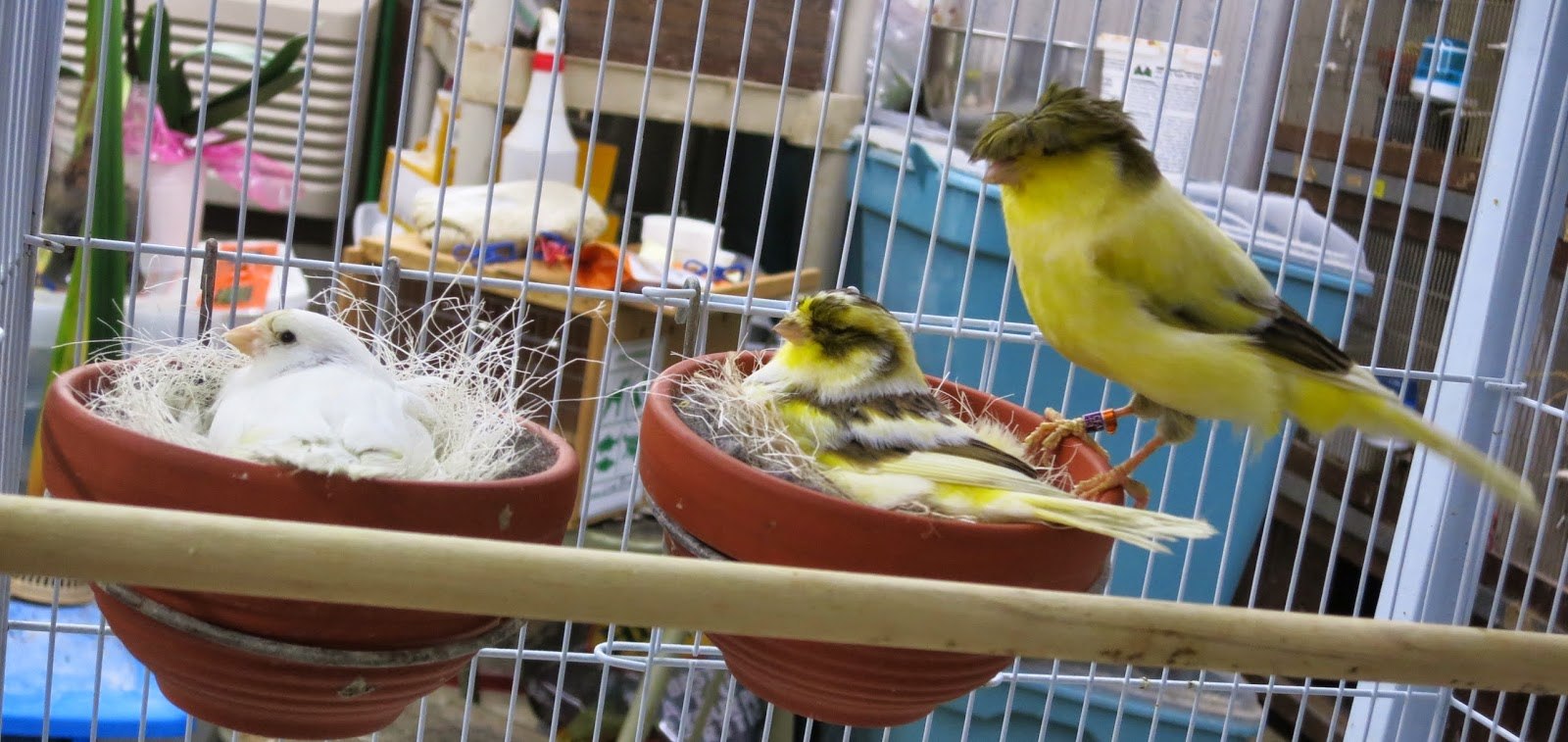 О разведении канареек: как сделать клетку и гнездо, развитие птенцов по дням