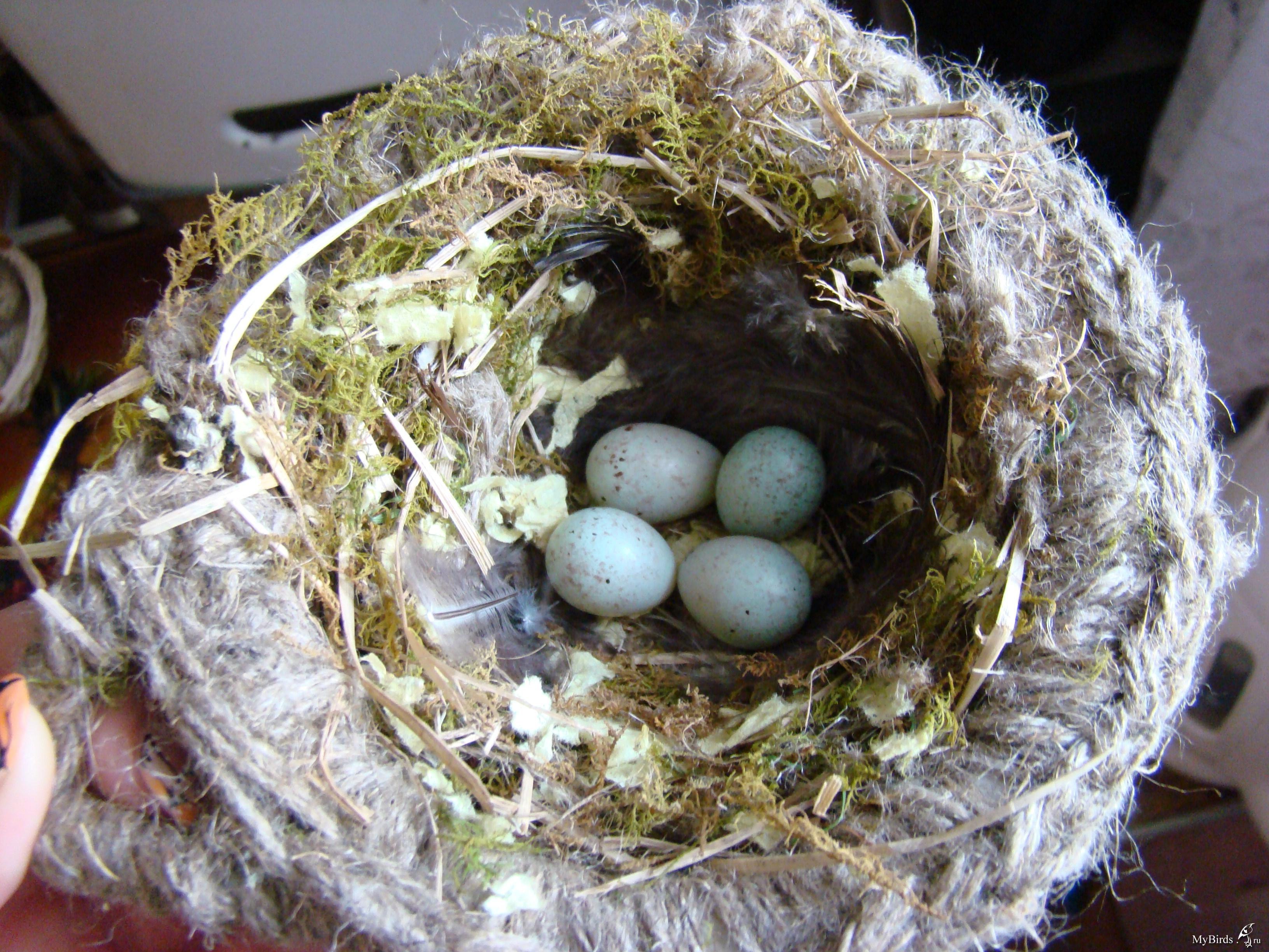 Подвесное птичье гнездо | AliExpress
