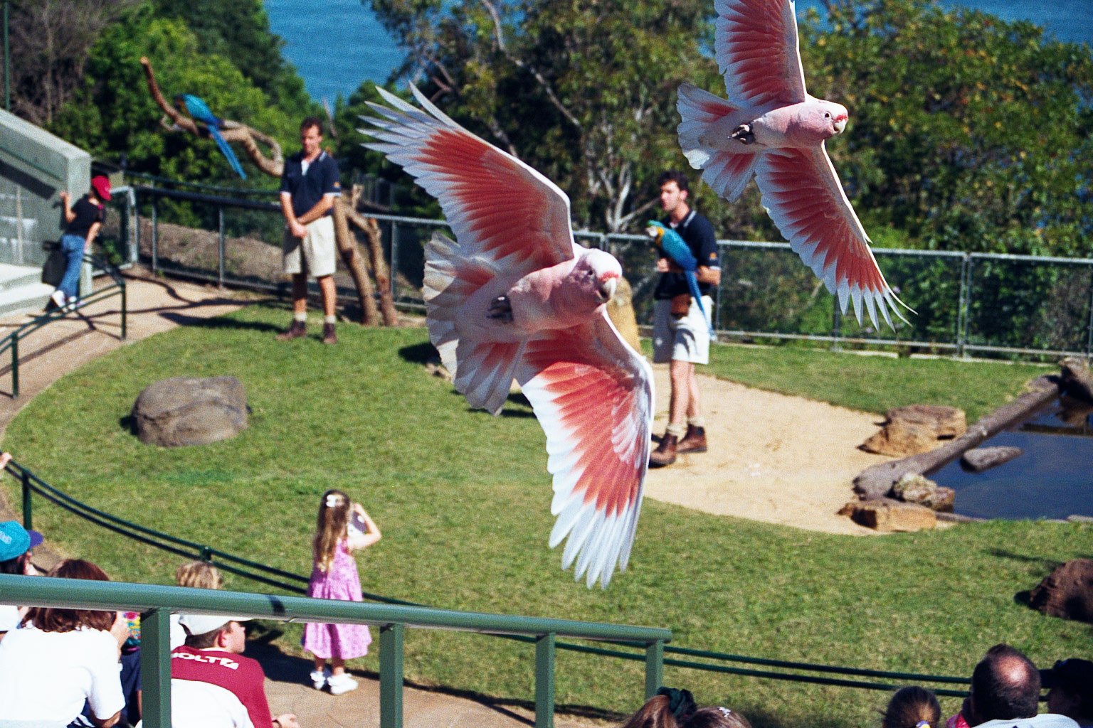 Какаду турфирма. Какаду птицы Австралии. 12 Какаду в Австралии. Розовый Какаду. Стая Какаду.