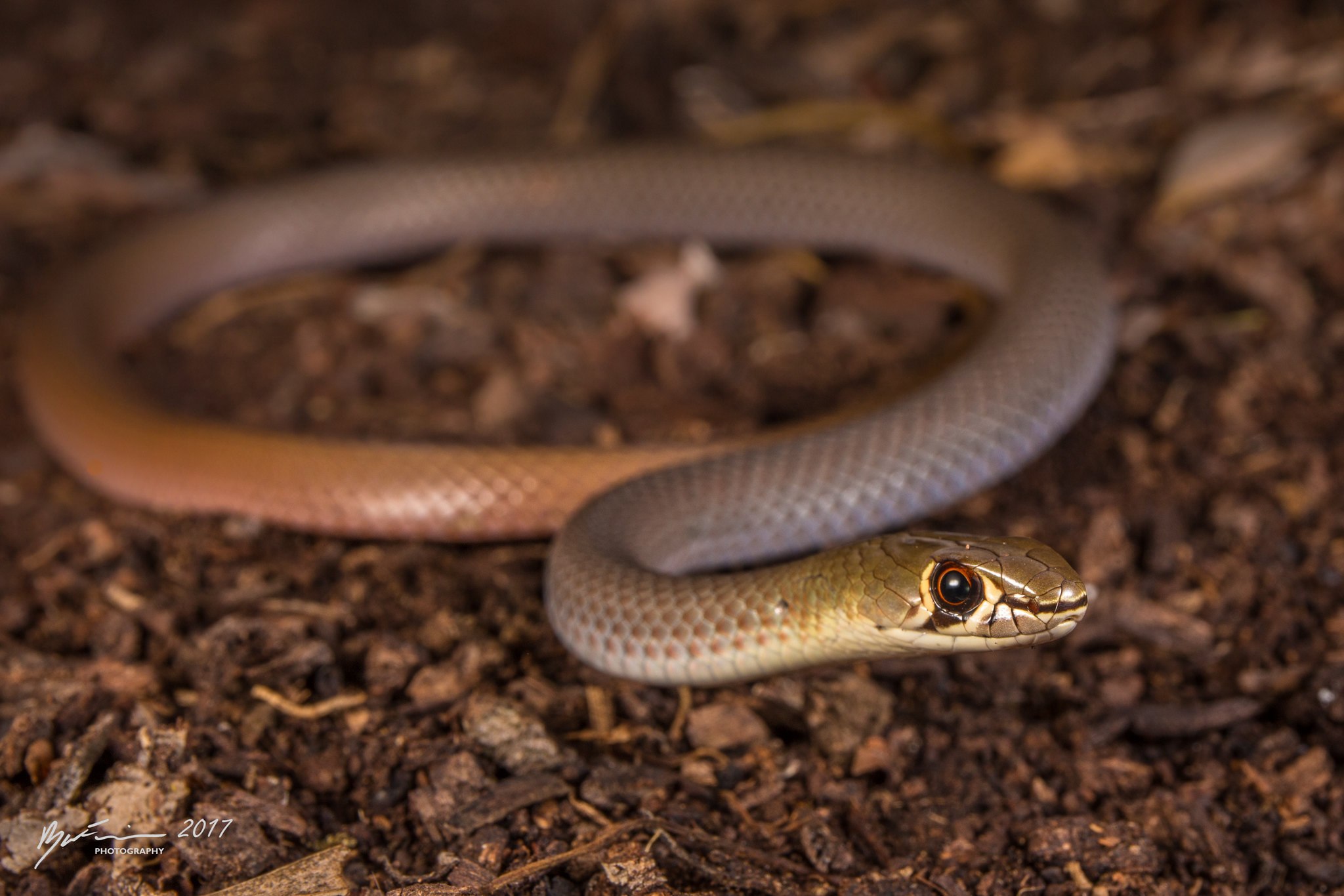 Коричневая белая змея. Медянка краснохвостая. Demansia Psammophis. Коричневая змея медянка. Коричневая ДЕМАНСИЯ.