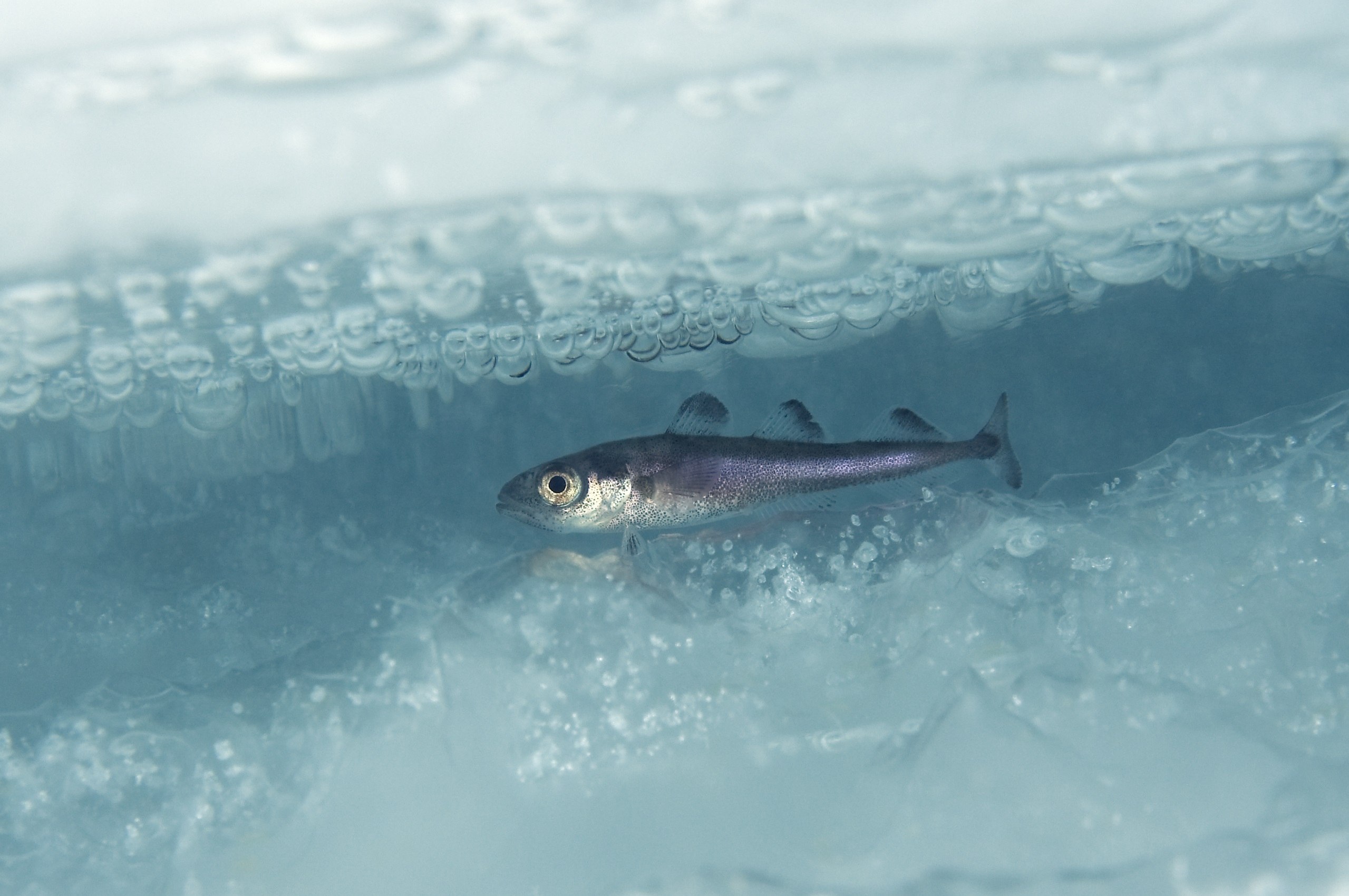 Звук треска льда. Полярная тресочка рыба. Сайка Полярная тресочка. Арктическая рыба Сайка. Сайка рыба в Арктике.