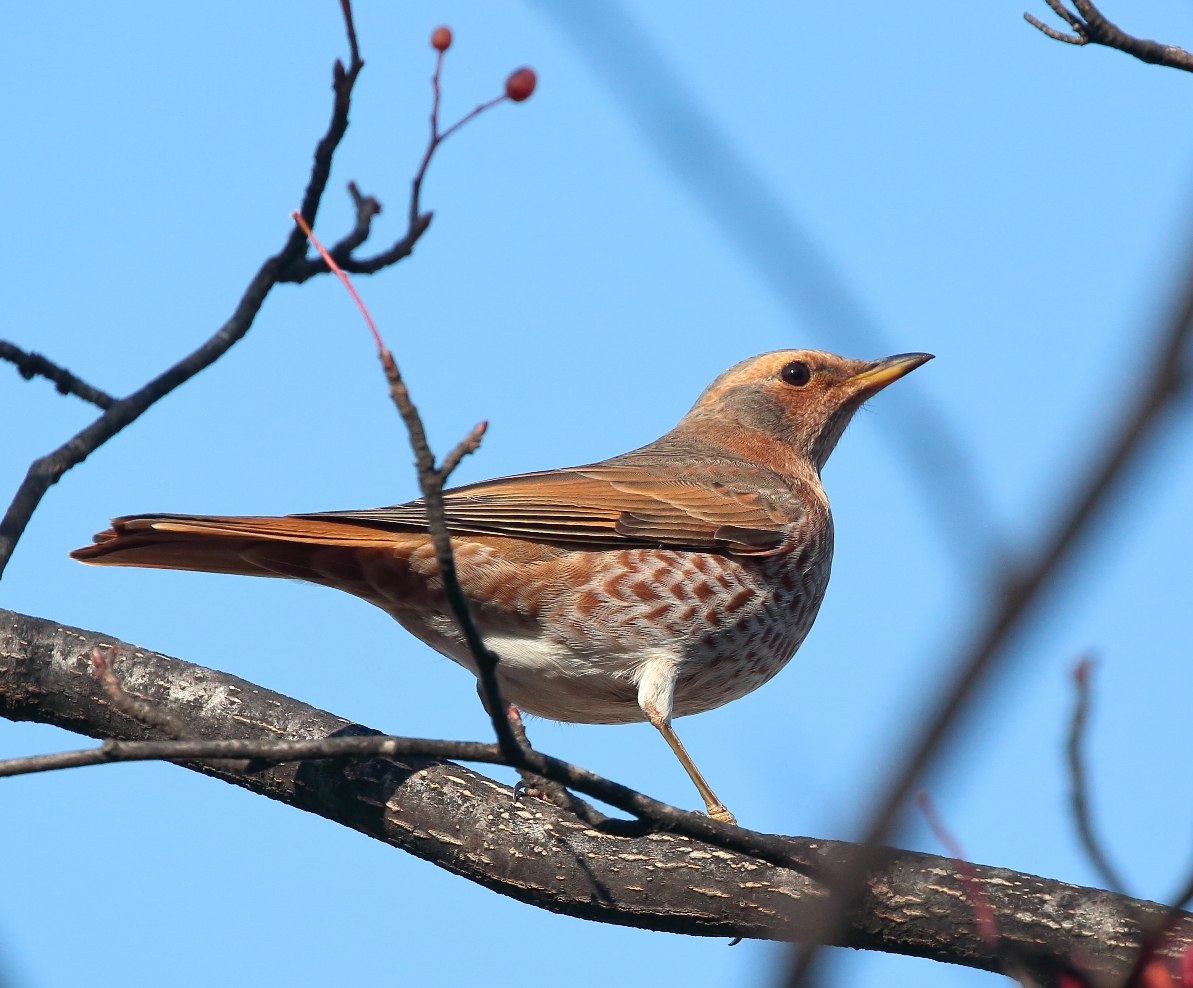 Коричневая птичка. Дрозд Науманна. Наумана turdus naumanni. Рыжий Дрозд. Каштановоспинный Дрозд.