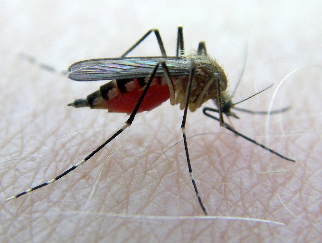 Виды комаров фото и описание
