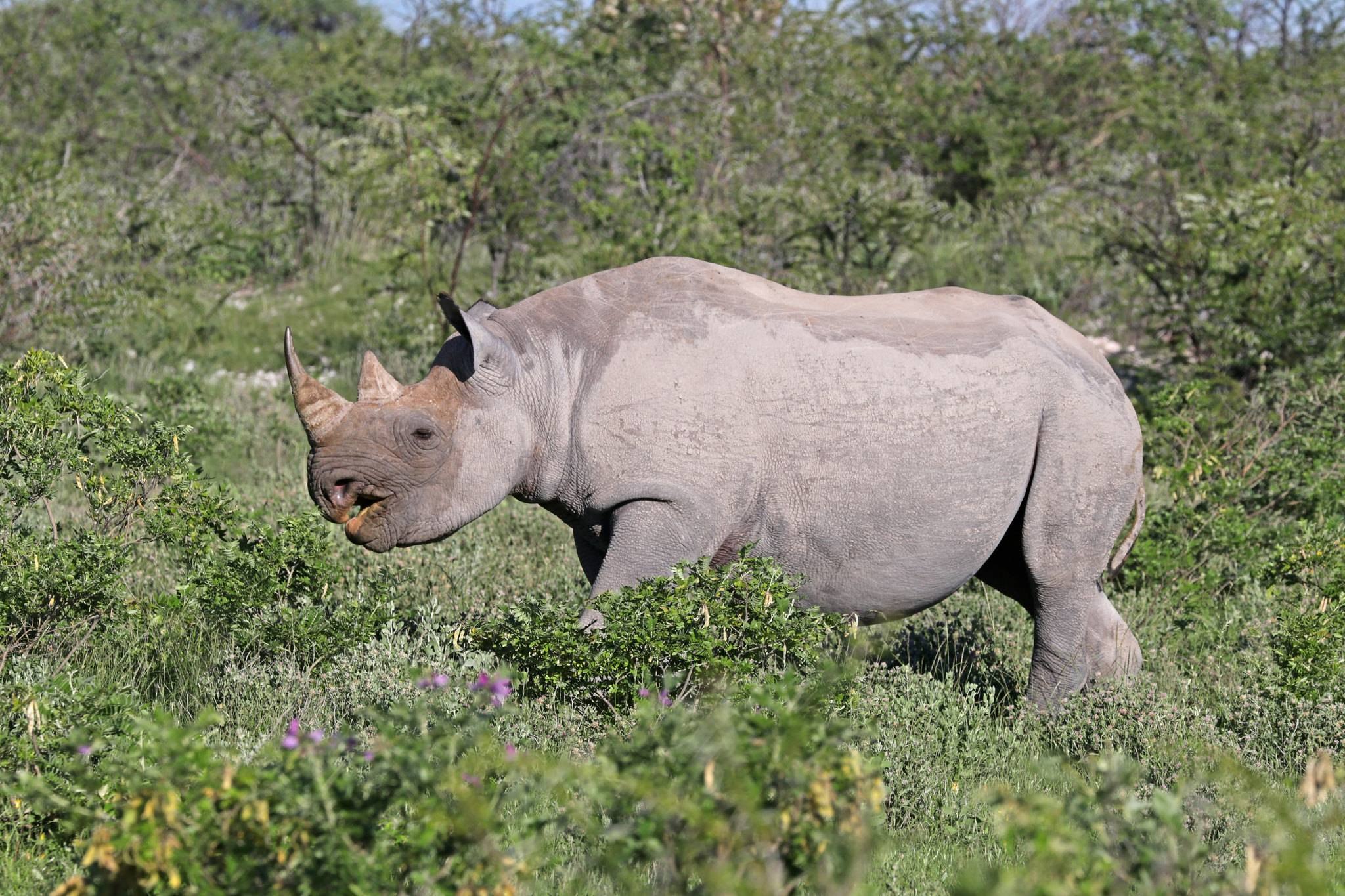 Бело черный носорог. Черный носорог. Камерунский носорог. Западный черный носорог. Африканский черный носорог.