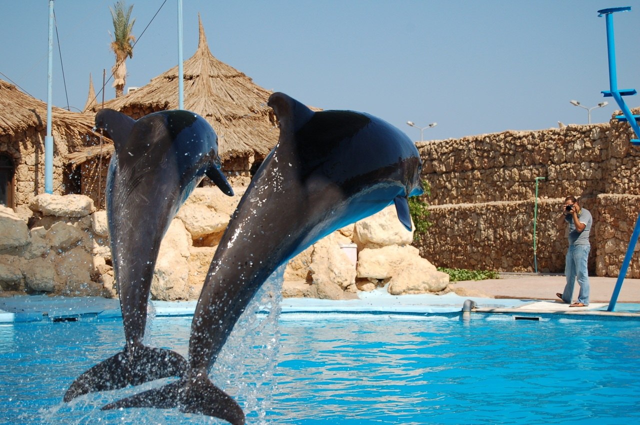 Время в шармаль шейхе. Бухта дельфинов Хургада. Dolphin Шарм Эль Шейх. Шарм Эль Шейх достопримечательности. Dolphin Tour Шарм Эль Шейх.