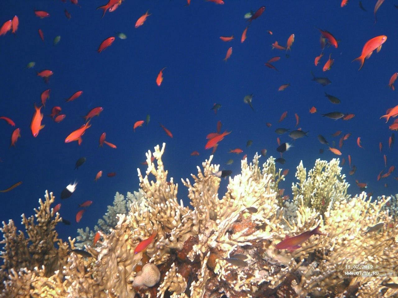 More fora. Красное море риф Шарм Эль Шейх. Красное море Хургада. Красное море Шарм-Эль-Шейх пантон. Шармаль Шейх рифы.