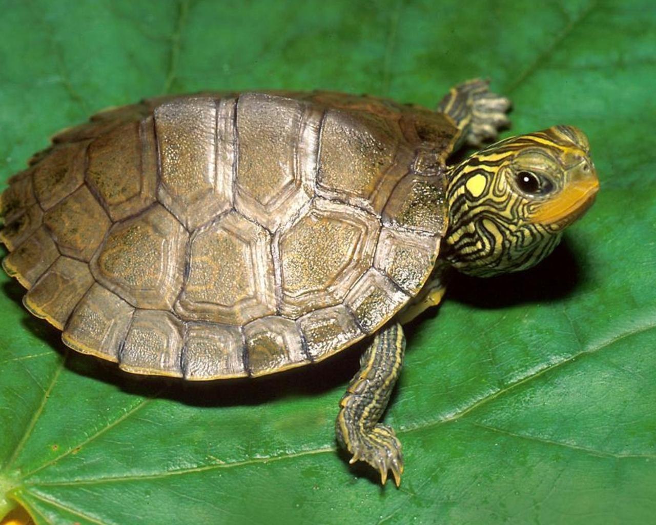 Черепаха 9 8. Американская красноухая черепаха. Змеиношейная черепаха. Черепашка красноухая маленькая. Красноухая черепаха маленькая.