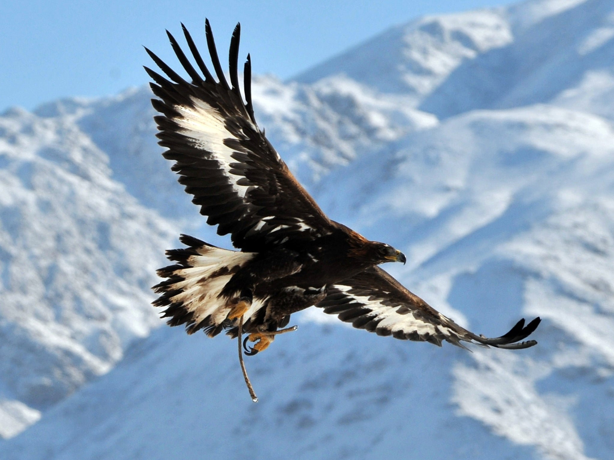 орел в горах дагестана