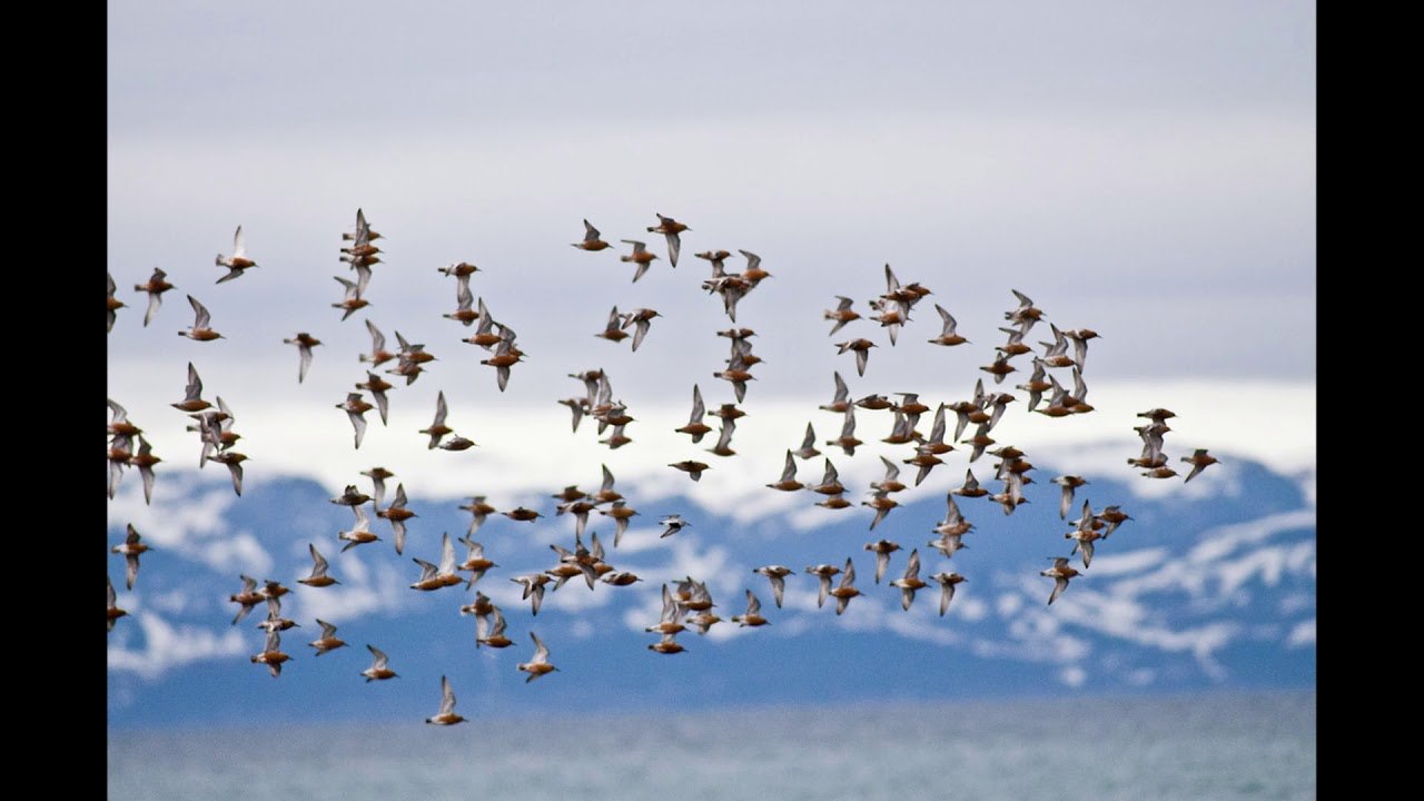 Миграция птиц примеры