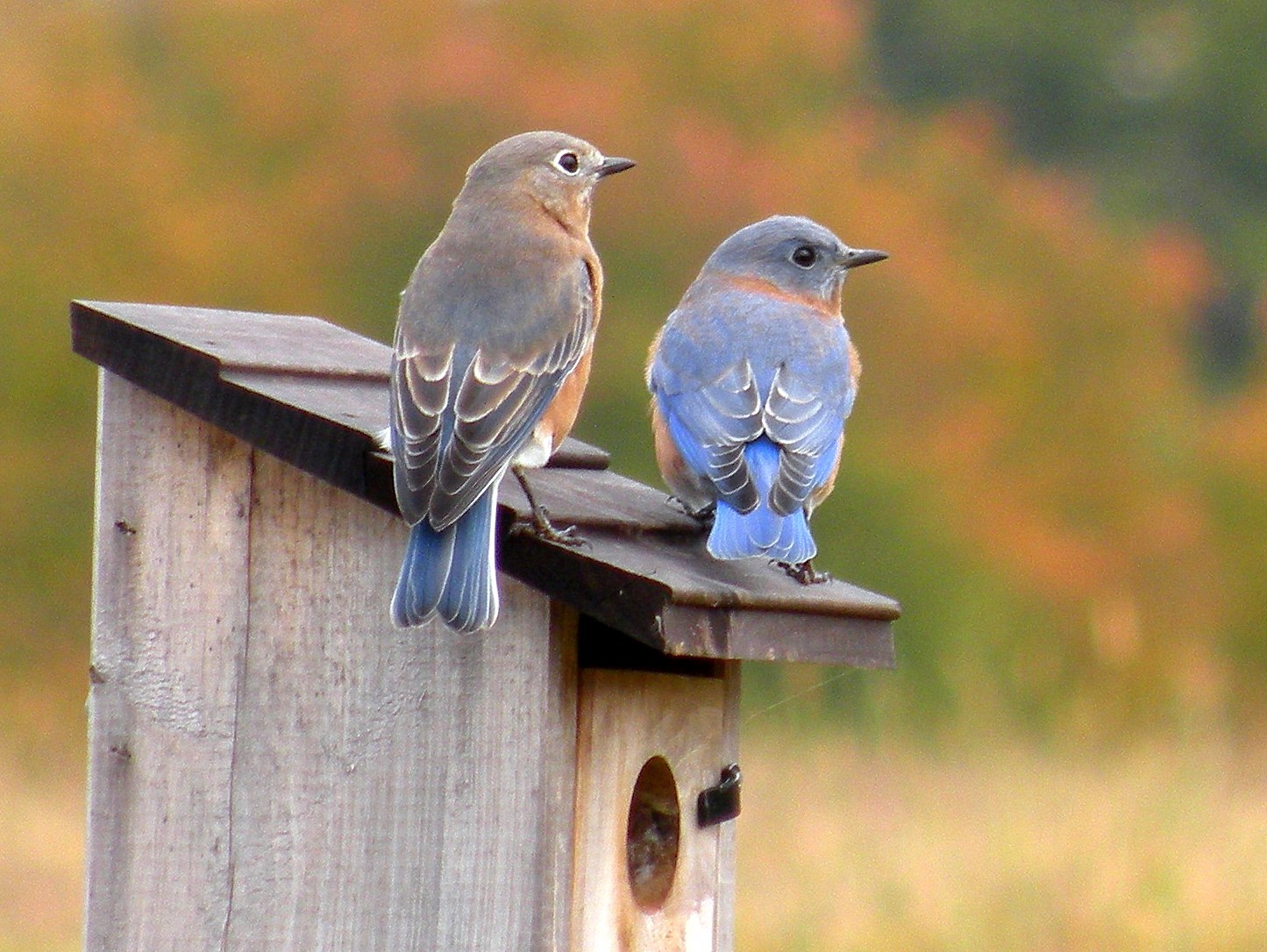 Bird back. Утренняя птичка. Две птички. Птицы летом. Птички в деревне.