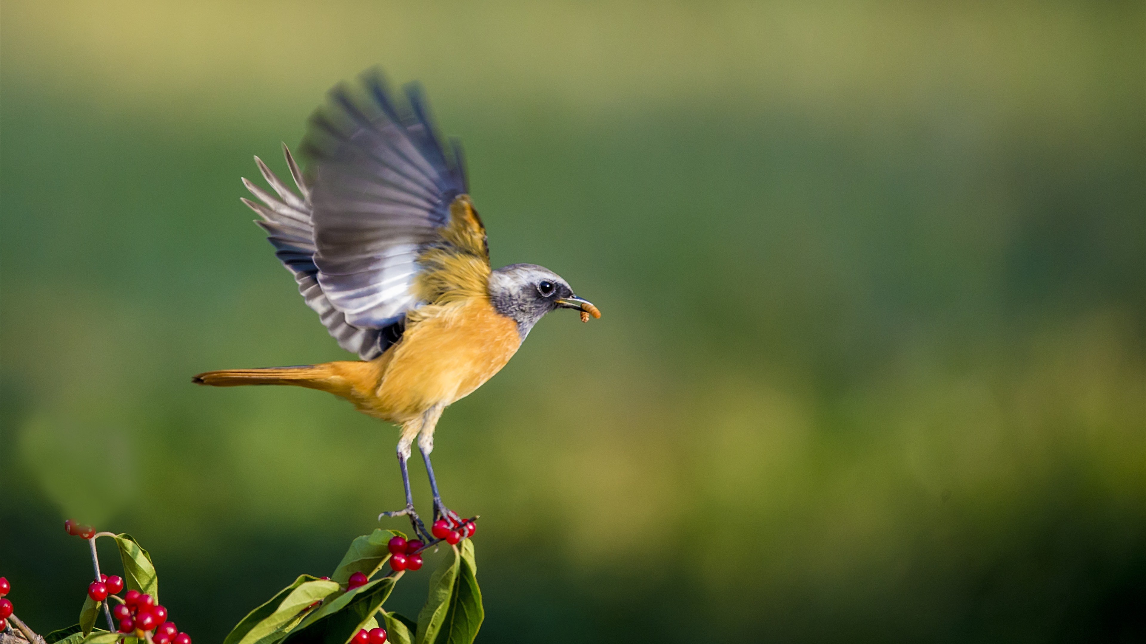 Birds catch. Птицы и насекомые. Природа, птицы, насекомые. Фото насекомых и птиц. Зелень для птиц.