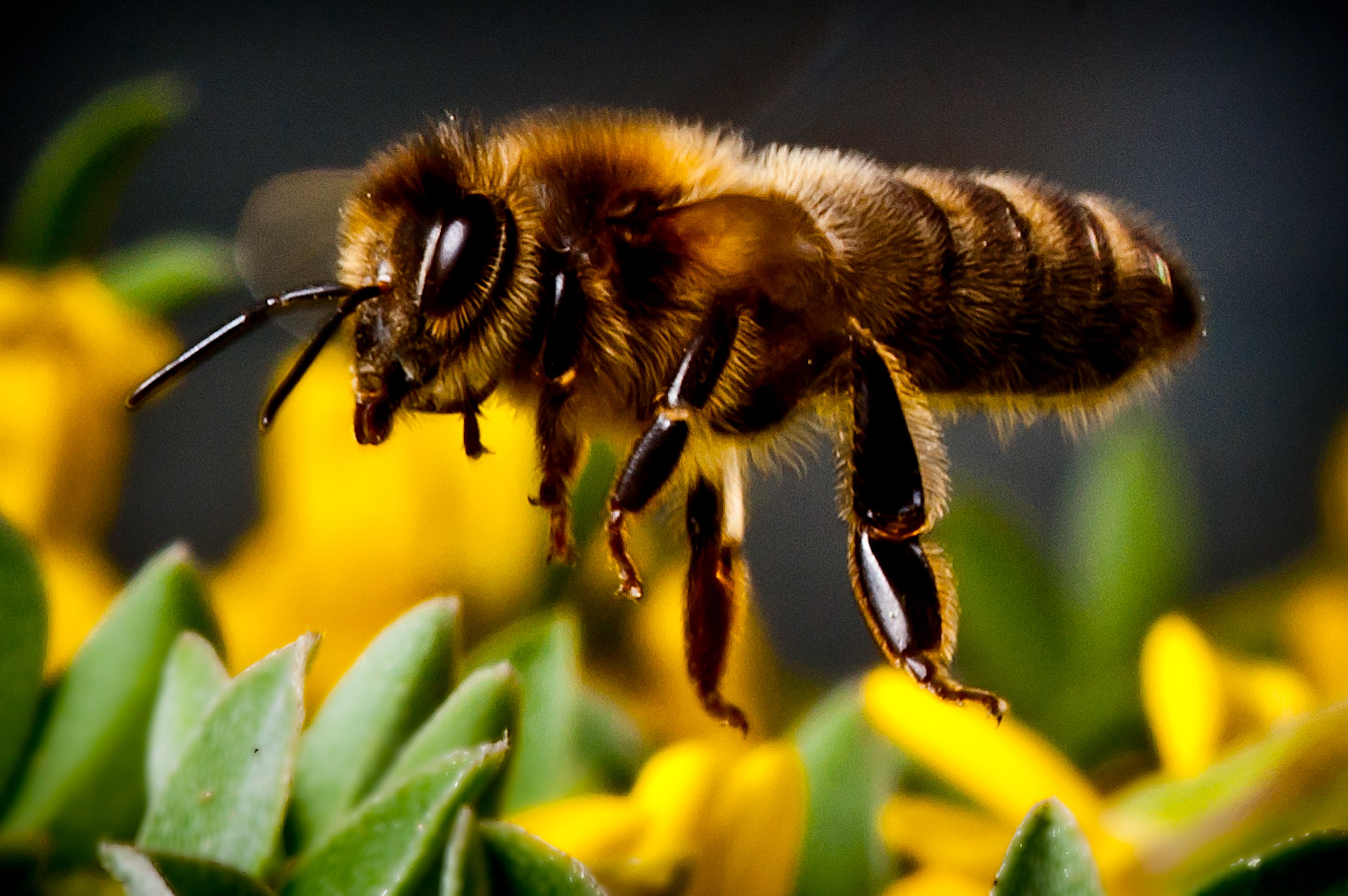 Bee. Пчела. Лапка пчелы. Лапа пчелы. Удивительные пчелы.