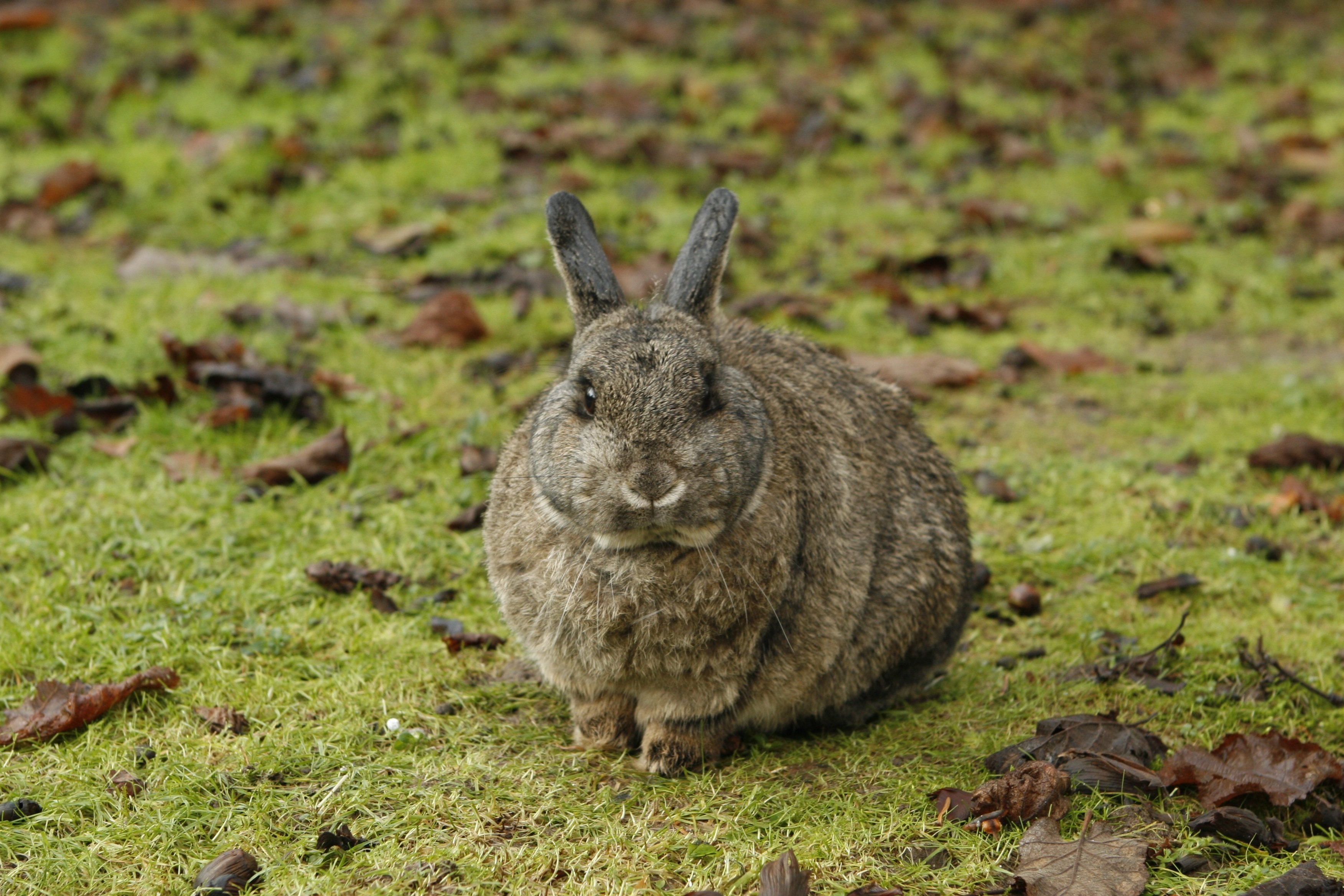 Brown Bunnies Pics