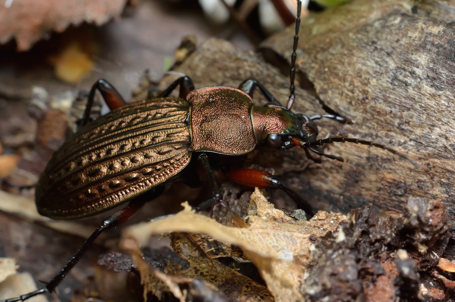 Жужелица фото. Жужелица Карабус. Жужелица решетчатая (Carabus cancellatus). Жук Карабус жужелица Дубравная. Улиткоед Жук.