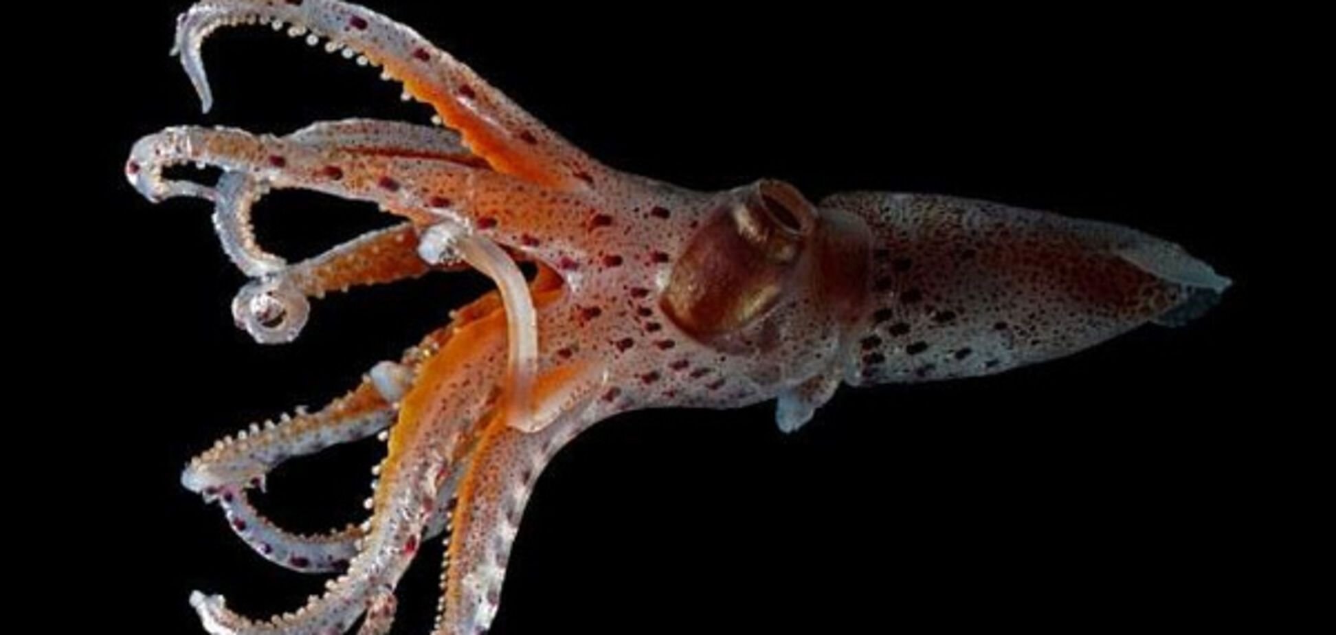Осьминог кальмар каракатица. Головоногие моллюски кальмар. Головоногие моллюски осьминог. Кальмар осьминог каракатица. Двужаберные головоногие.