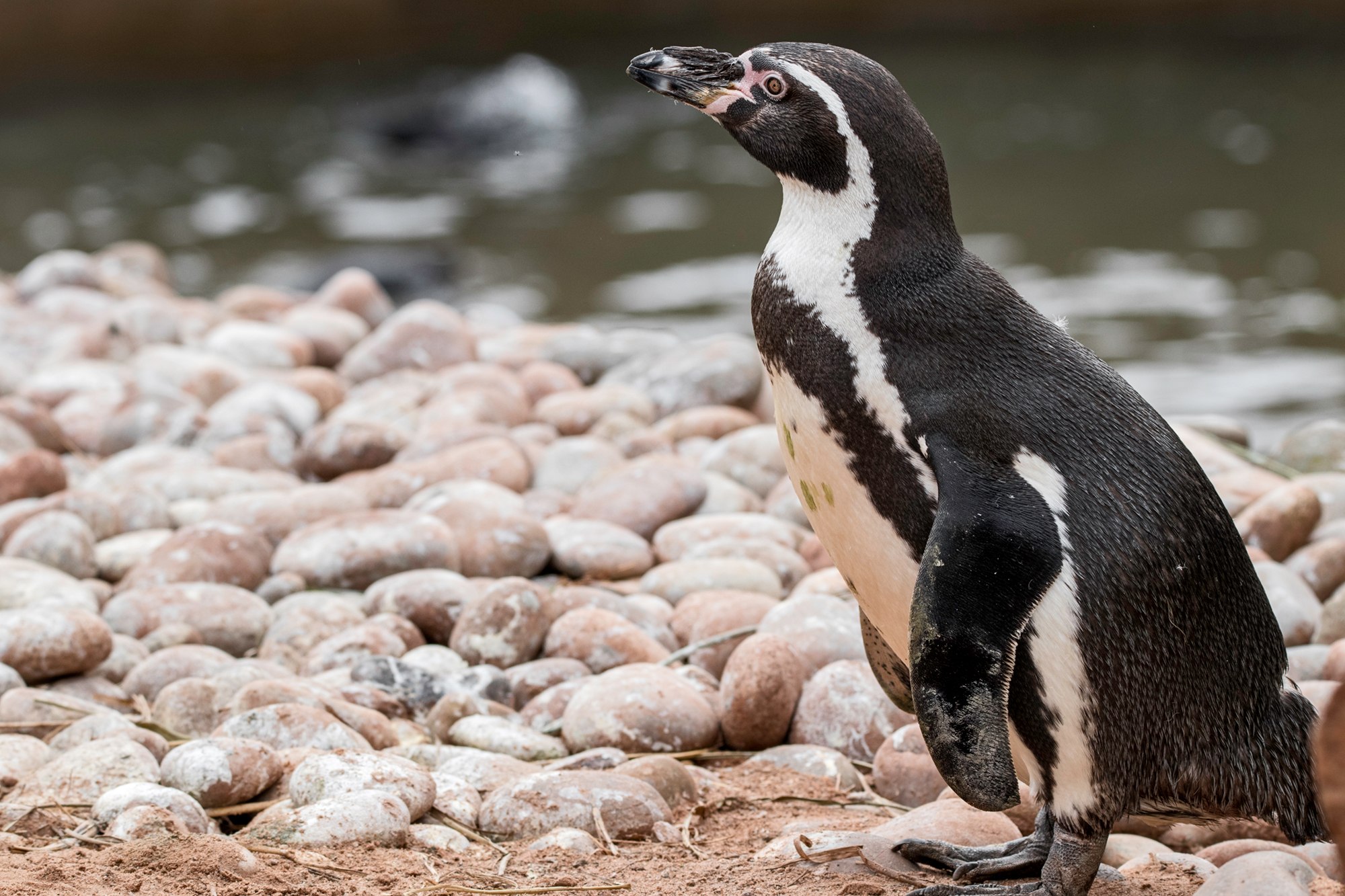 Пингвин гумбольдта. Пингвин Гумбольдта гнездо. Пингвин Гумбольдта Чили. Перуанские пингвины.