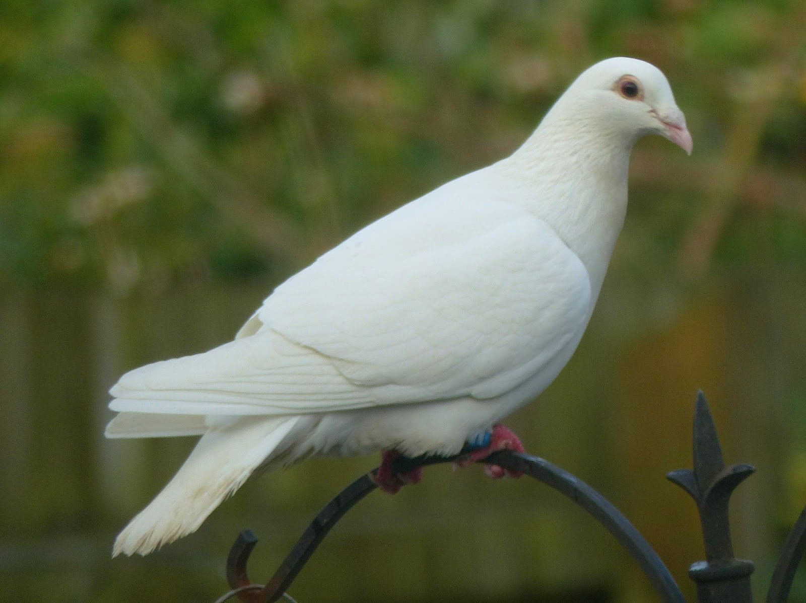 Белые голубей. Белый голубь. Белый голубь уличный. Dove белый. Породы белых голубей.