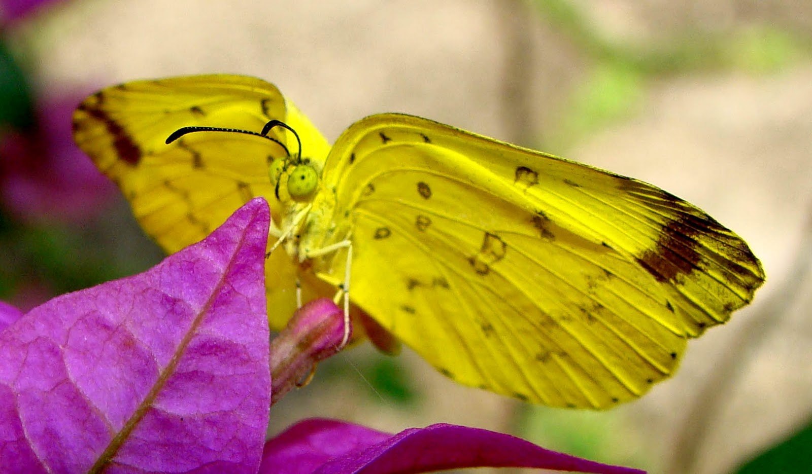 Бабочка с желтыми крыльями. Бабочка лимонница. Крылья бабочки лимонницы. Coliadinae бабочки лимонницы. Жёлтая бабочка.