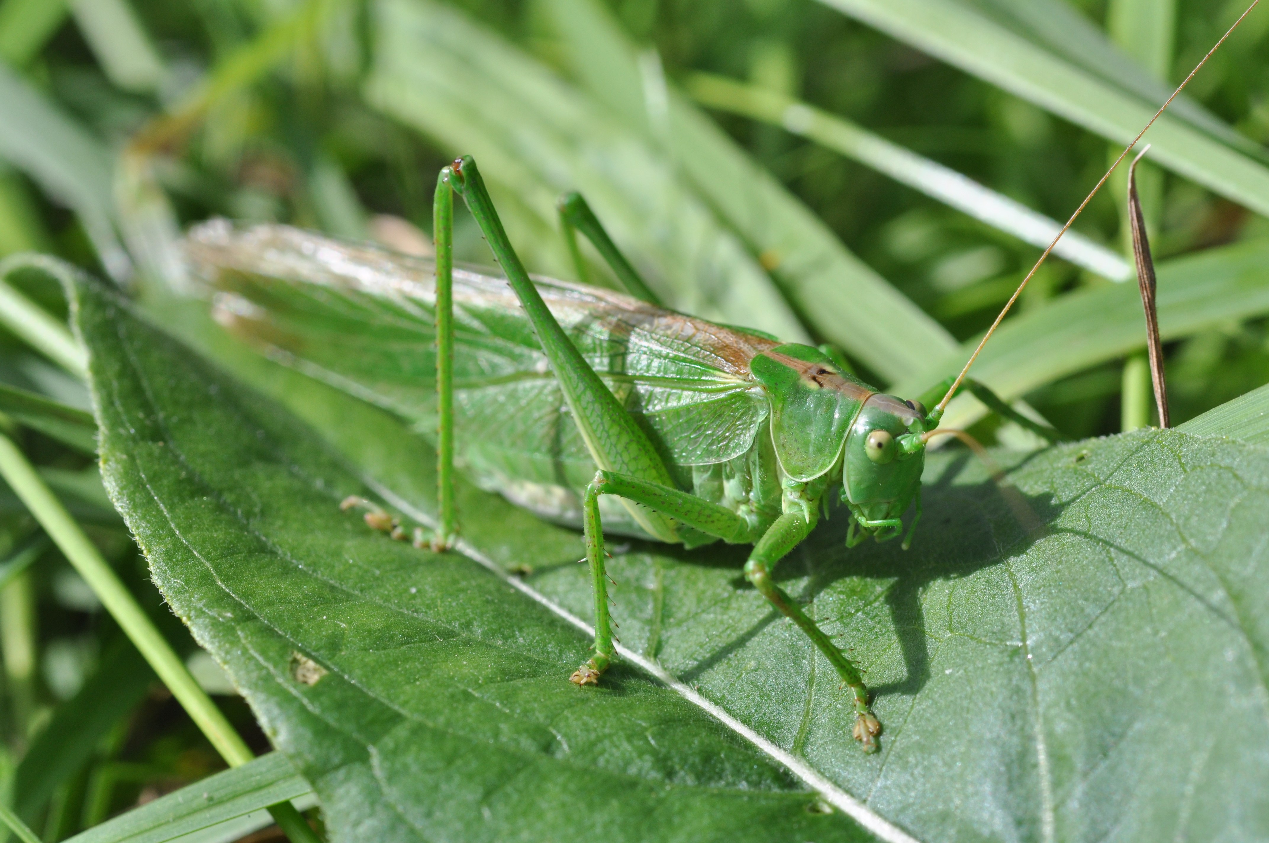 Tettigonia longispina