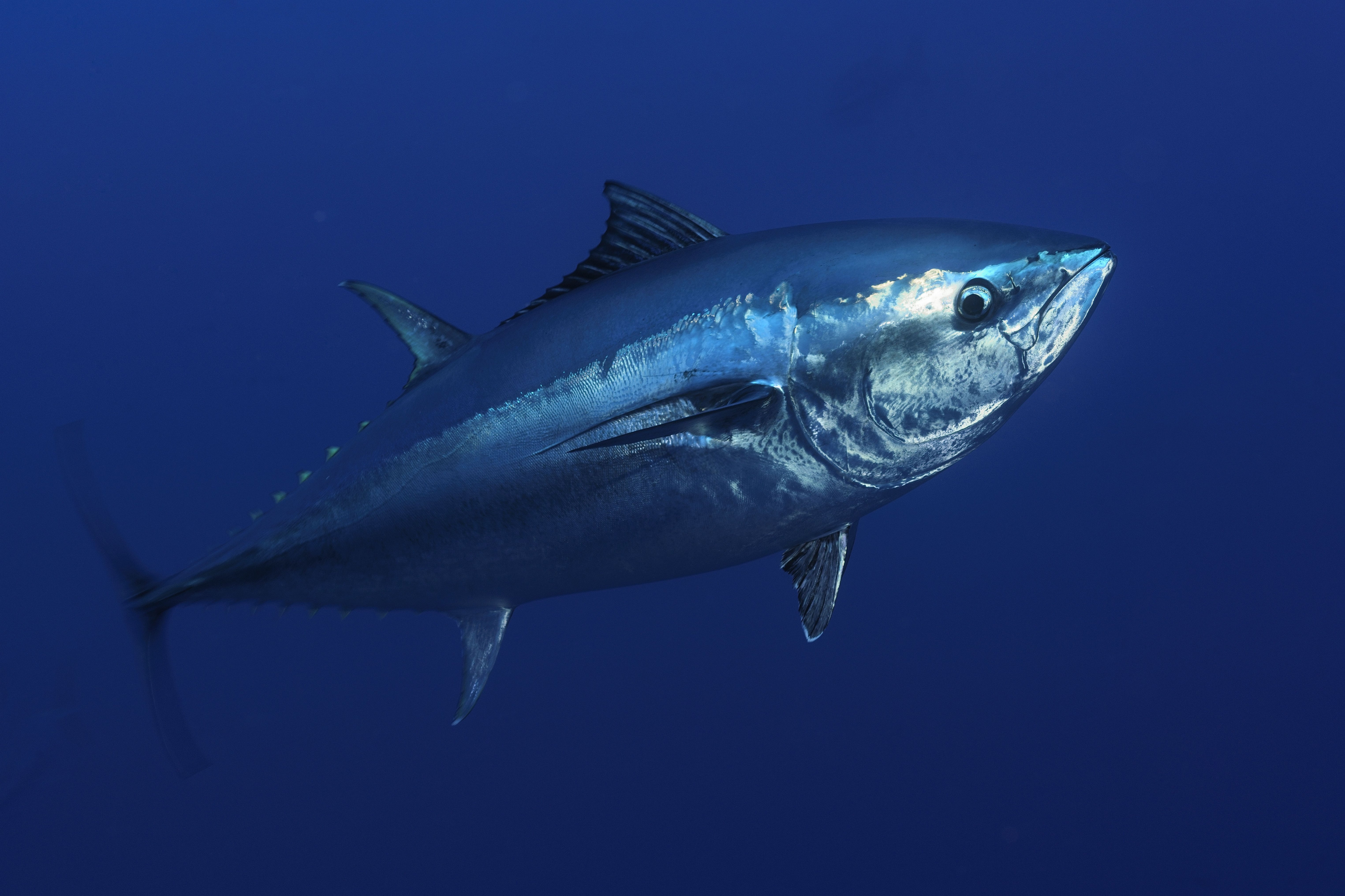 Включи тунц ту тунц. Тунец Bluefin. Тихоокеанский голубой тунец. Тунец семейство скумбриевых. Синепёрый тунец.