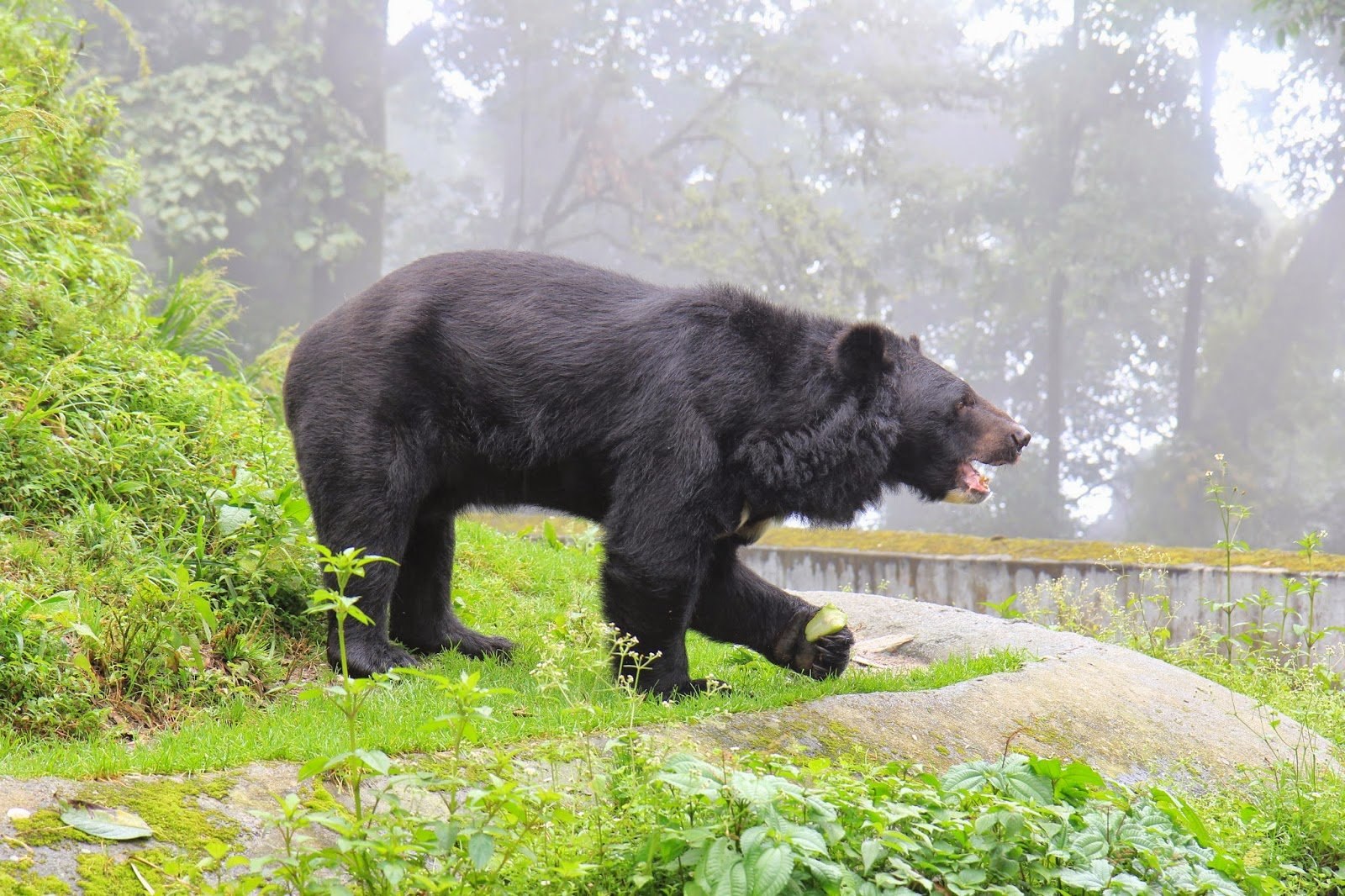 Гималайский медвежонок. Гималайский белогрудый медведь. Уссурийский Гималайский медведь. Уссурийский белогрудый медведь. Тибетский бурый медведь.