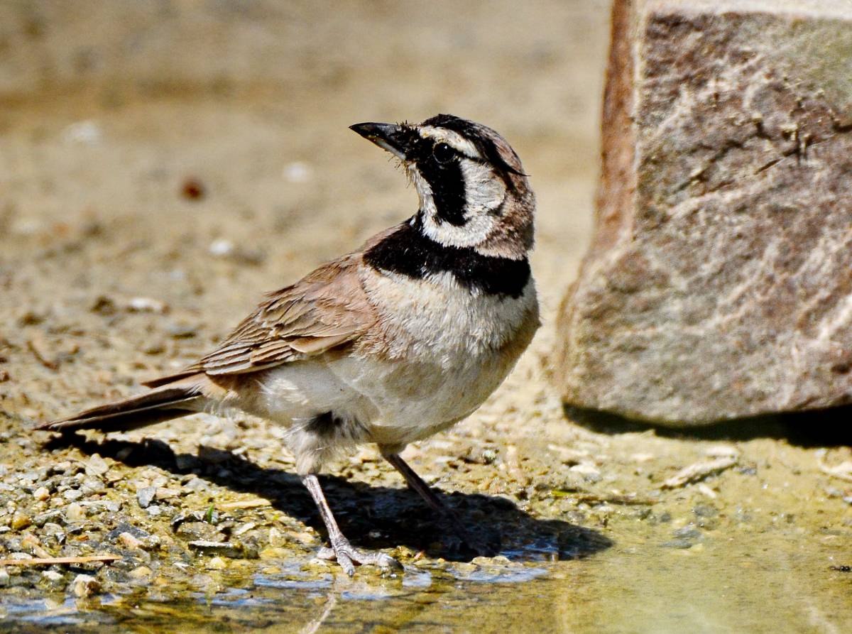 Бозторғай ана. Тундровый рогатый Жаворонок. Eremophila alpestris brandti. Белогорлый рогатый Жаворонок. Рогатая птица.