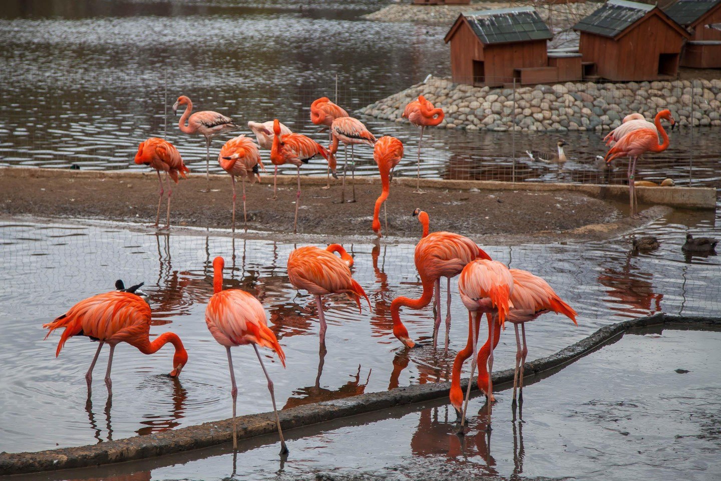 фламинго в зоопарке