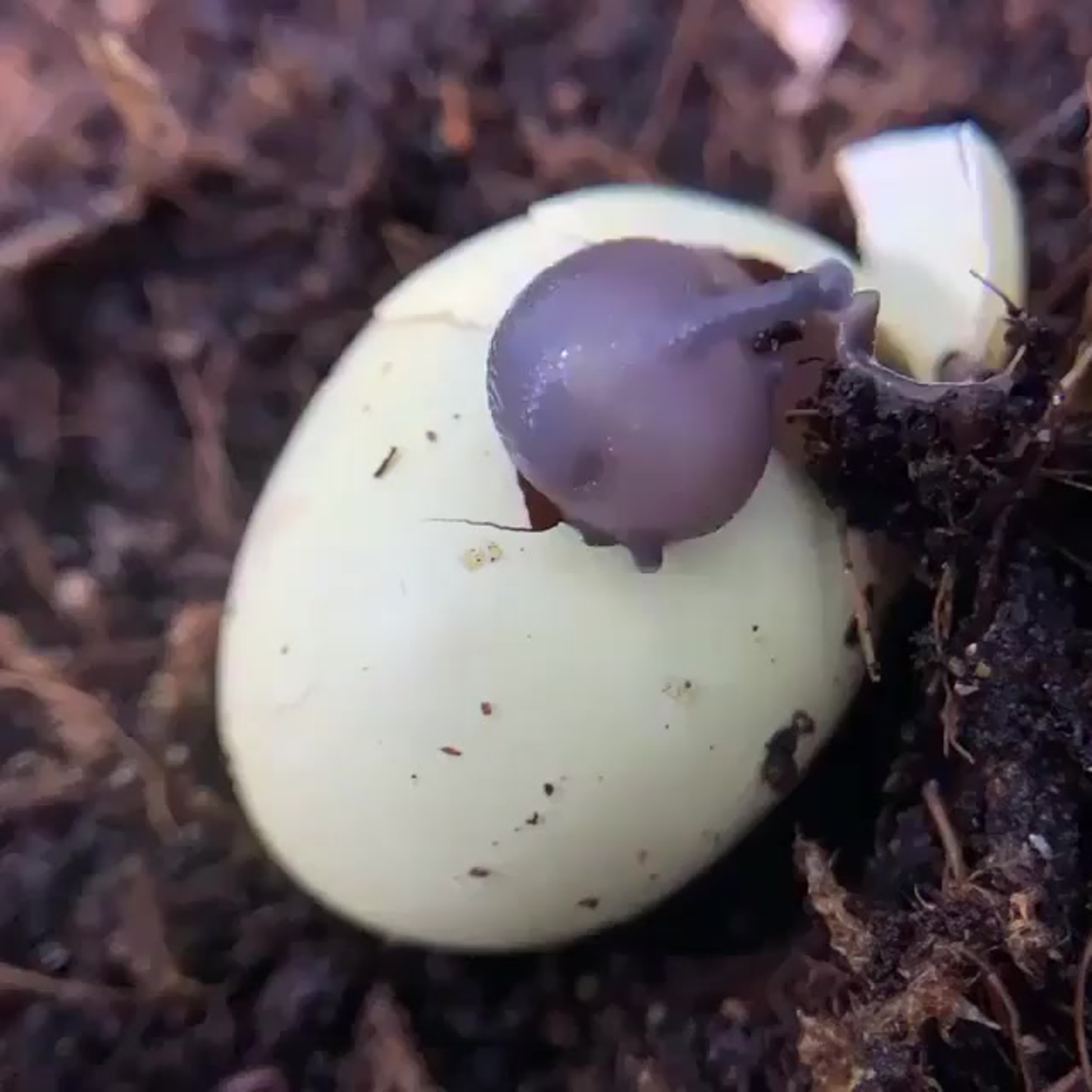Улитка вылупляется из яйца