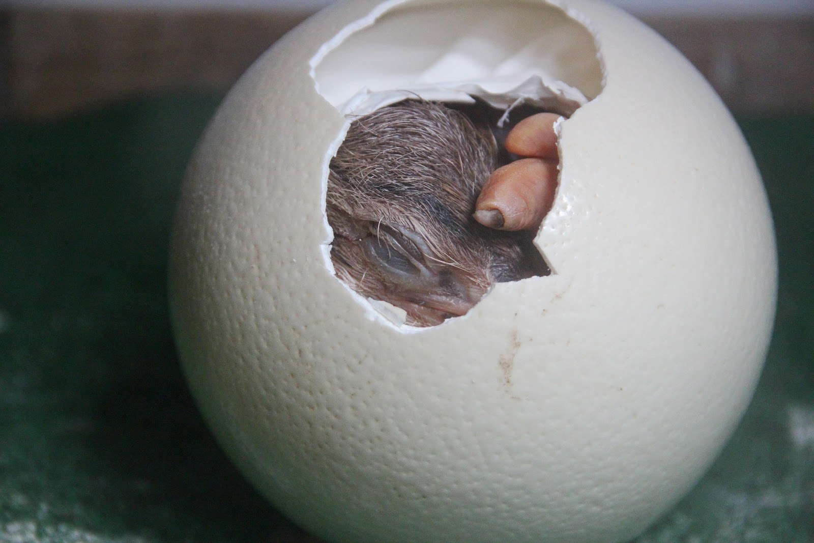 Animal яйцо. Яйцо вылупляется. Вылупиться из яйца. Крольчата из яиц вылупляются. Кролики которые вылупляются из яиц.