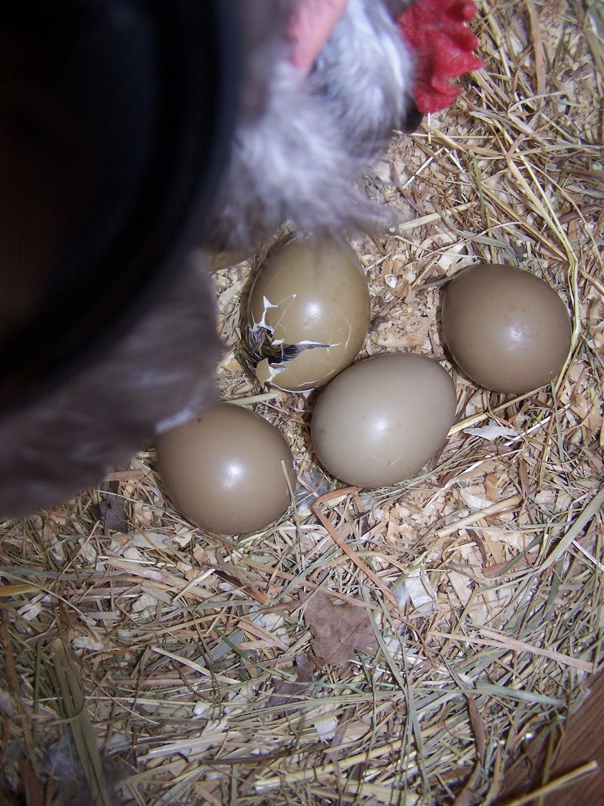 Hatching eggs. Инкубировать яйца фазана. Фазаны в природе вылупляются. Яйца фазана внутри. Pak Tavuk яйцо инкубационное.