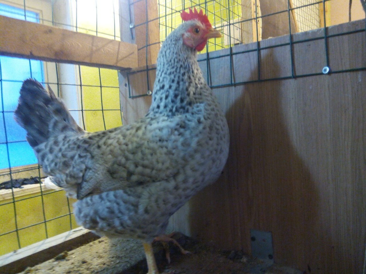 Борковская барвистая цыплята фото и описание