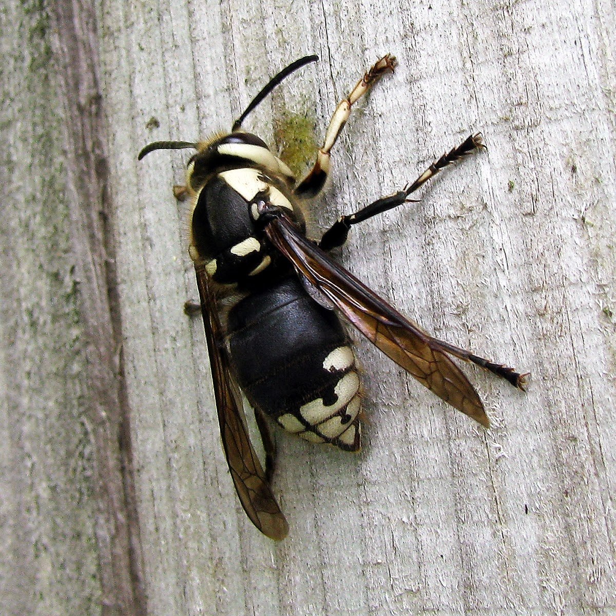 Оса углу. Шершень Уральский. Dolichovespula maculata. Шершень кавказский. Белолицый Шершень.