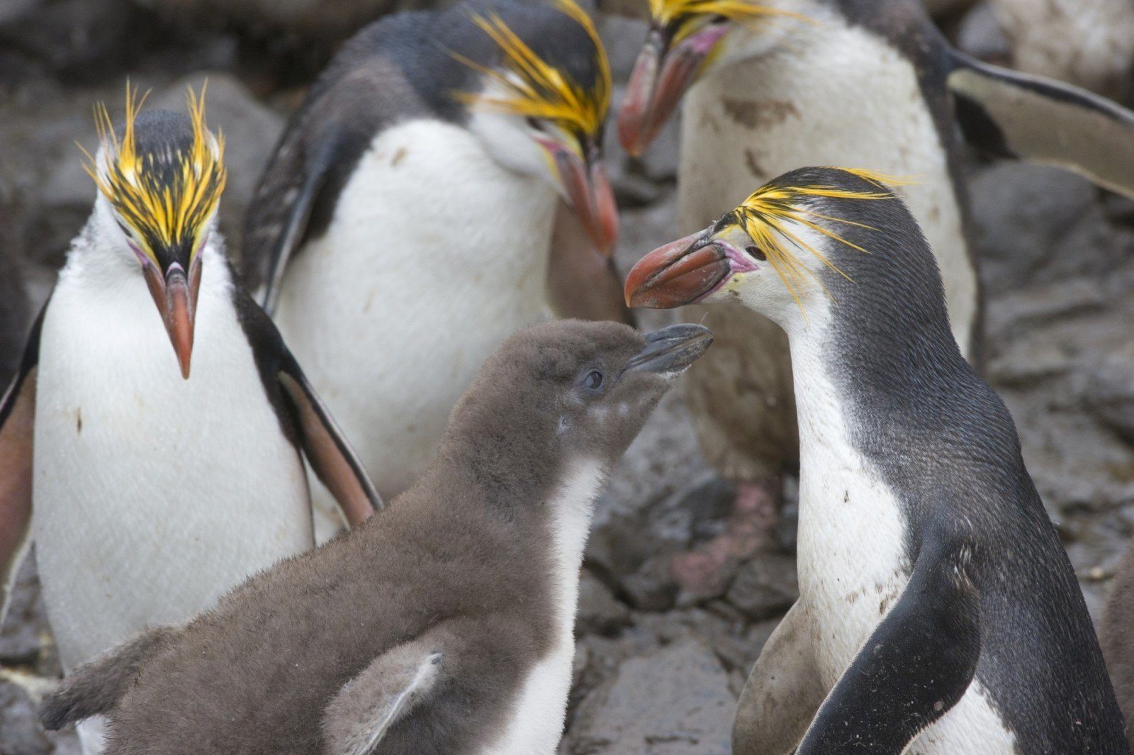 Остров Маккуори пингвины