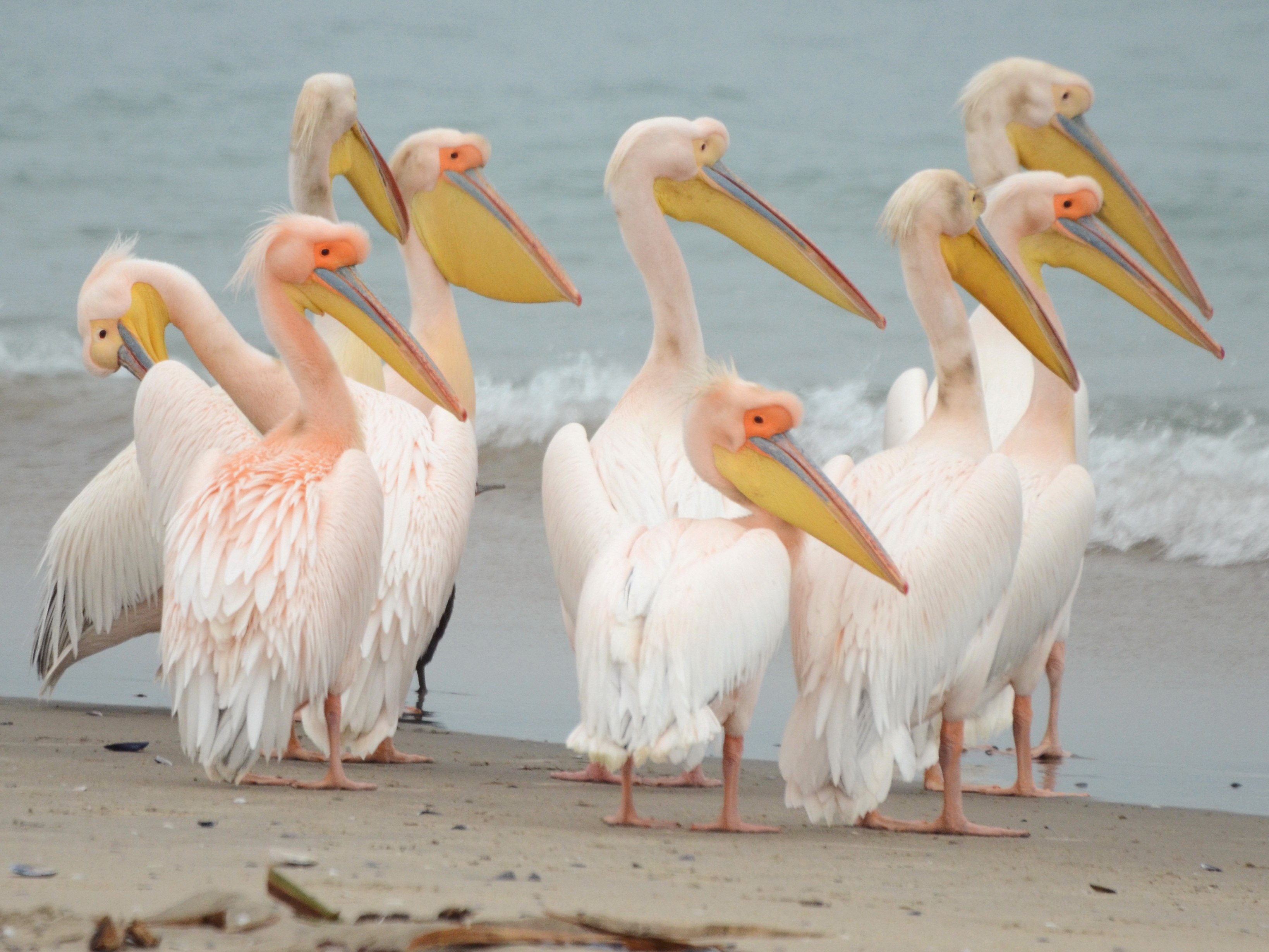 Розовый пеликан красная. Розовый Пеликан. Африканский розовый Пеликан. Мандра Фламинго Пеликаны.