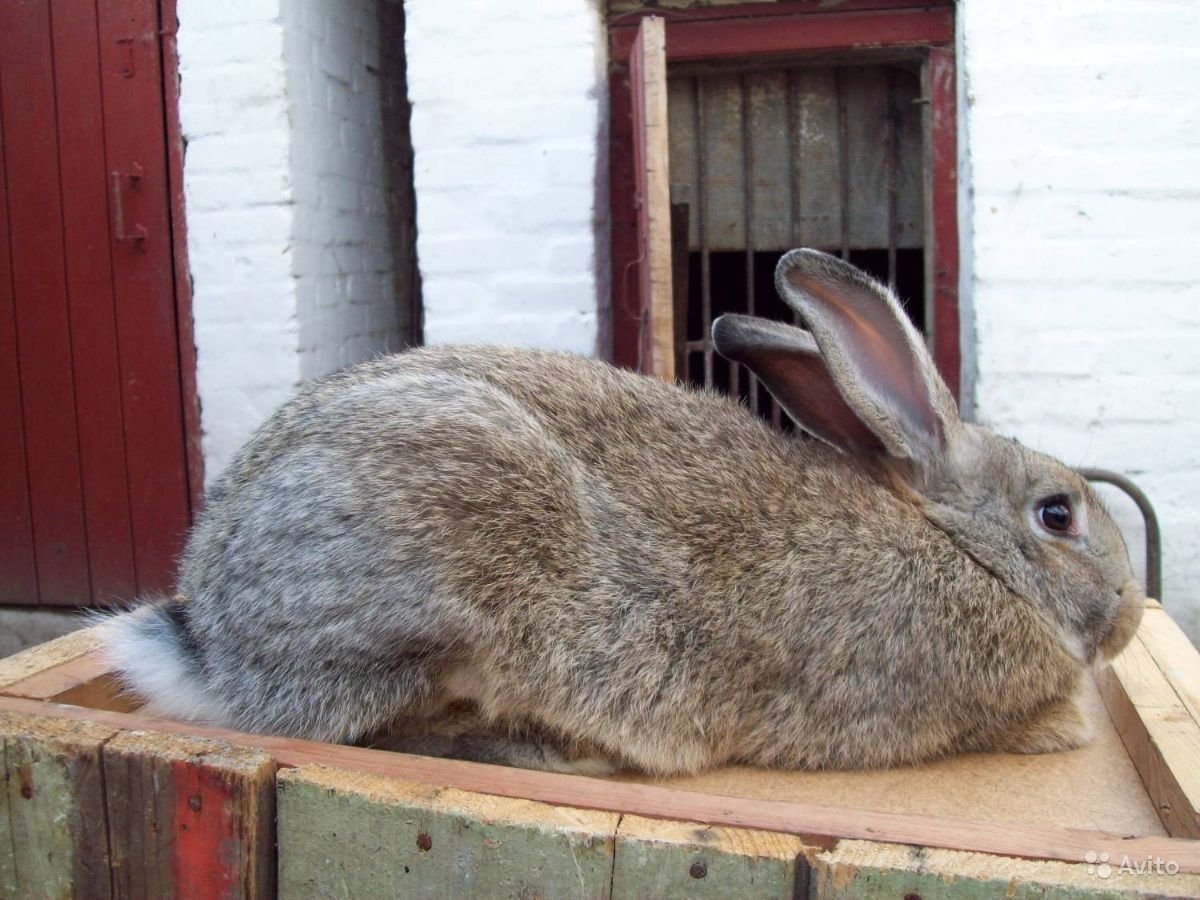 Серый кролик порода. Серый великан кролик. Бельгийский Фландр. Серый великан порода кроликов. Крольчата серого великана.