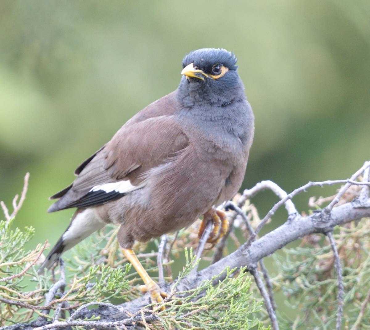 Птицы казахстана. Майна обыкновенная (common Myna).. Майна (Acridotheres tristis). Майнушка птица в Таджикистане. Хохлатая майна.