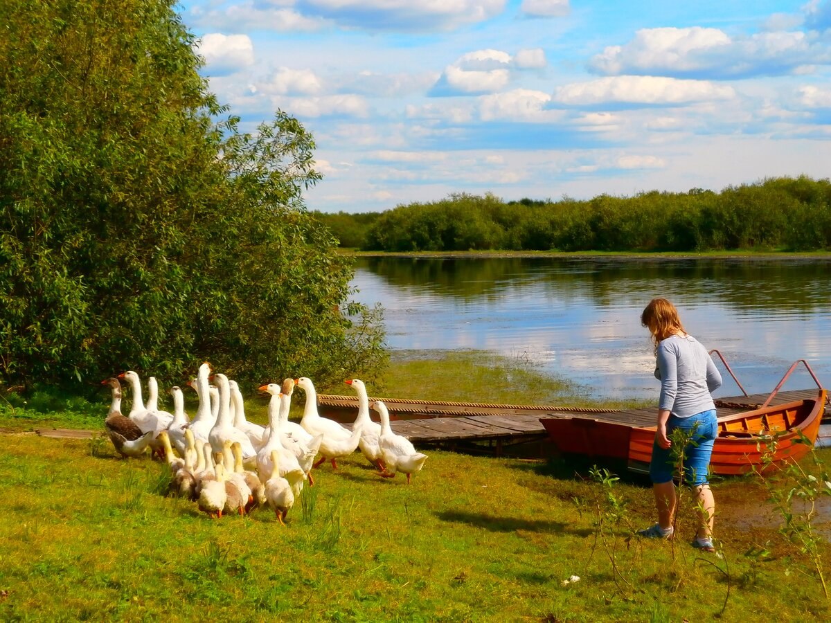 Гуси в деревне фото