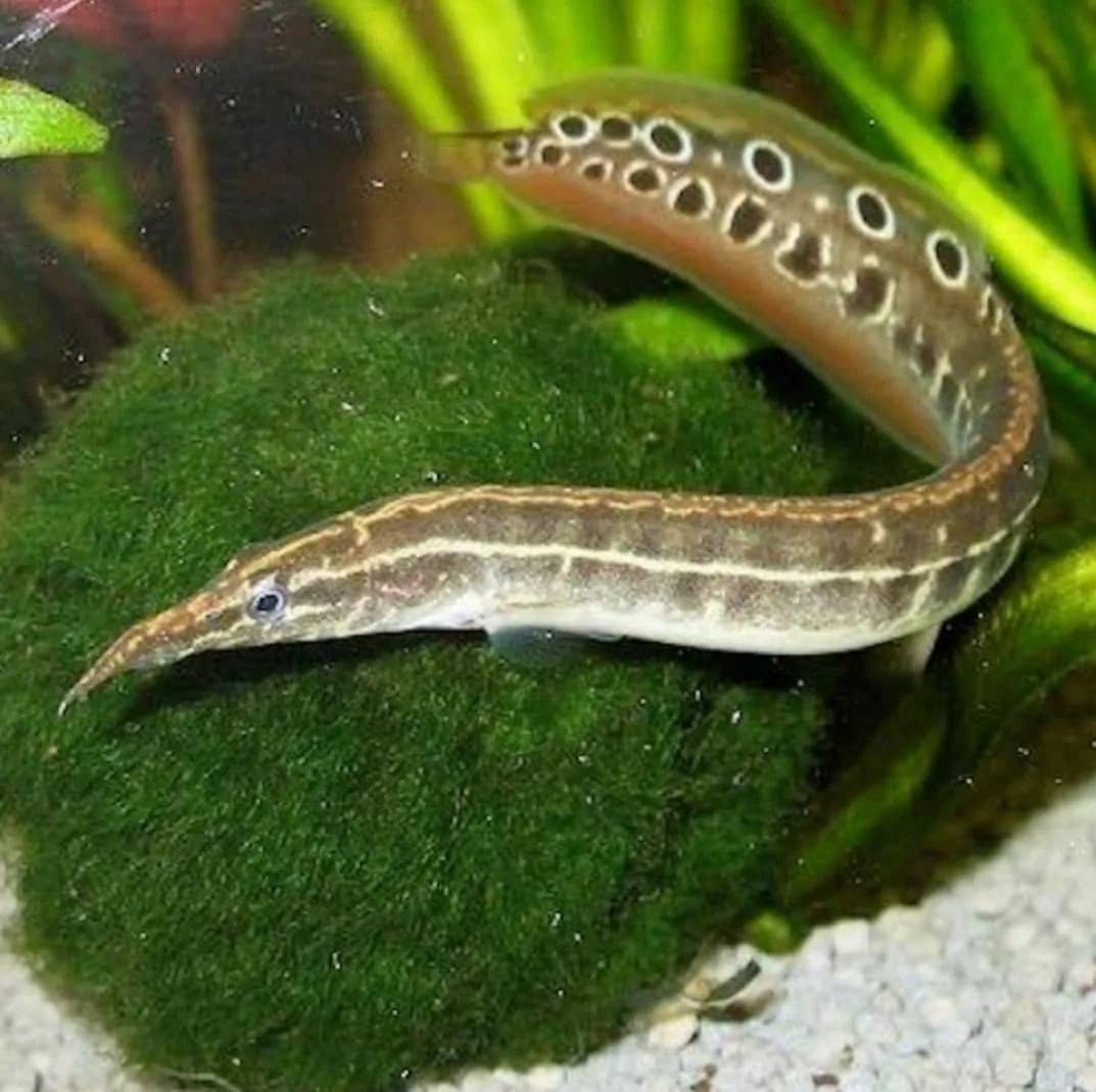 фото рыб похожих на змей